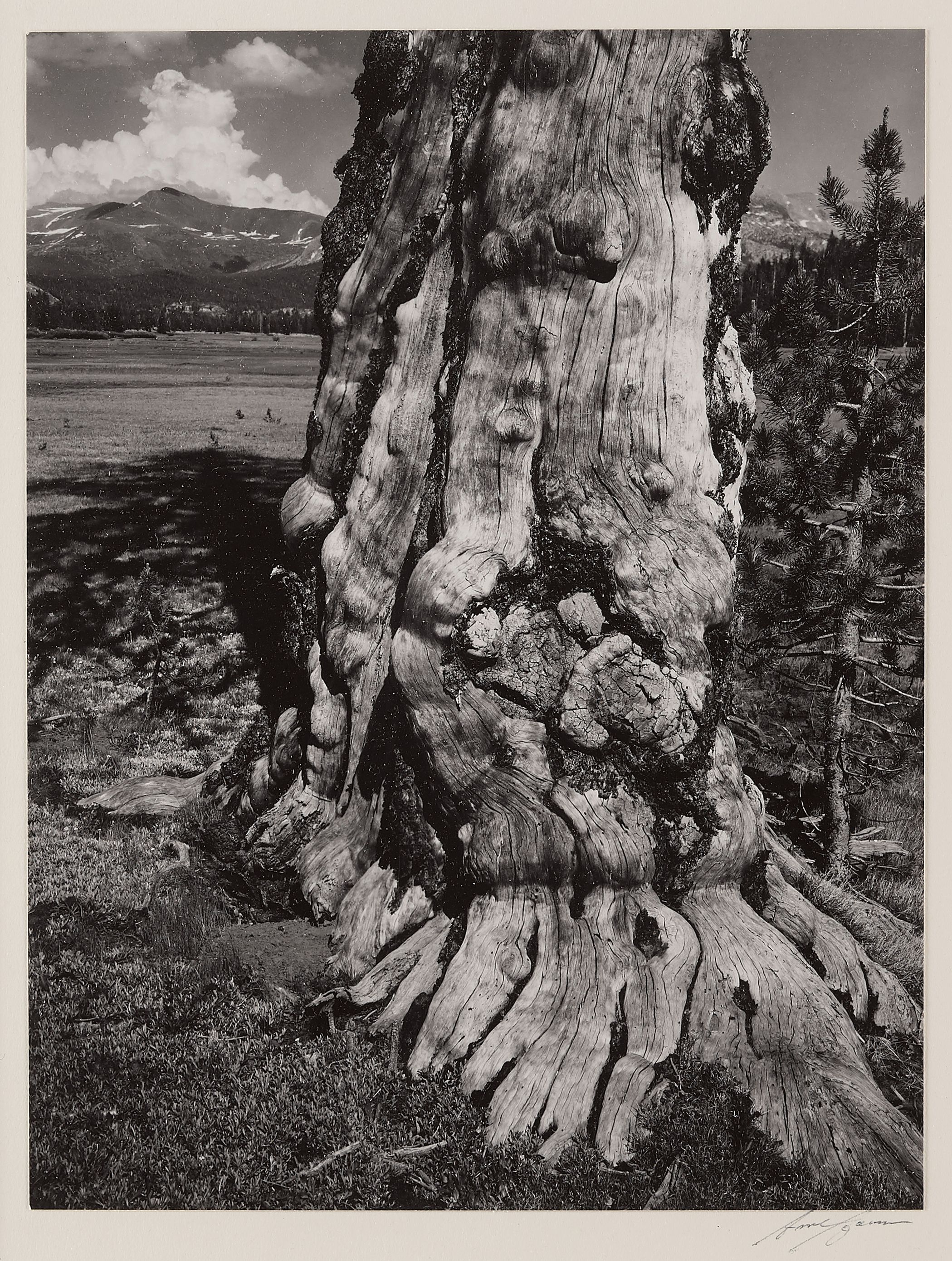 Tuolumne Meadows, Yosemite National Park, California, from Portfolio IV