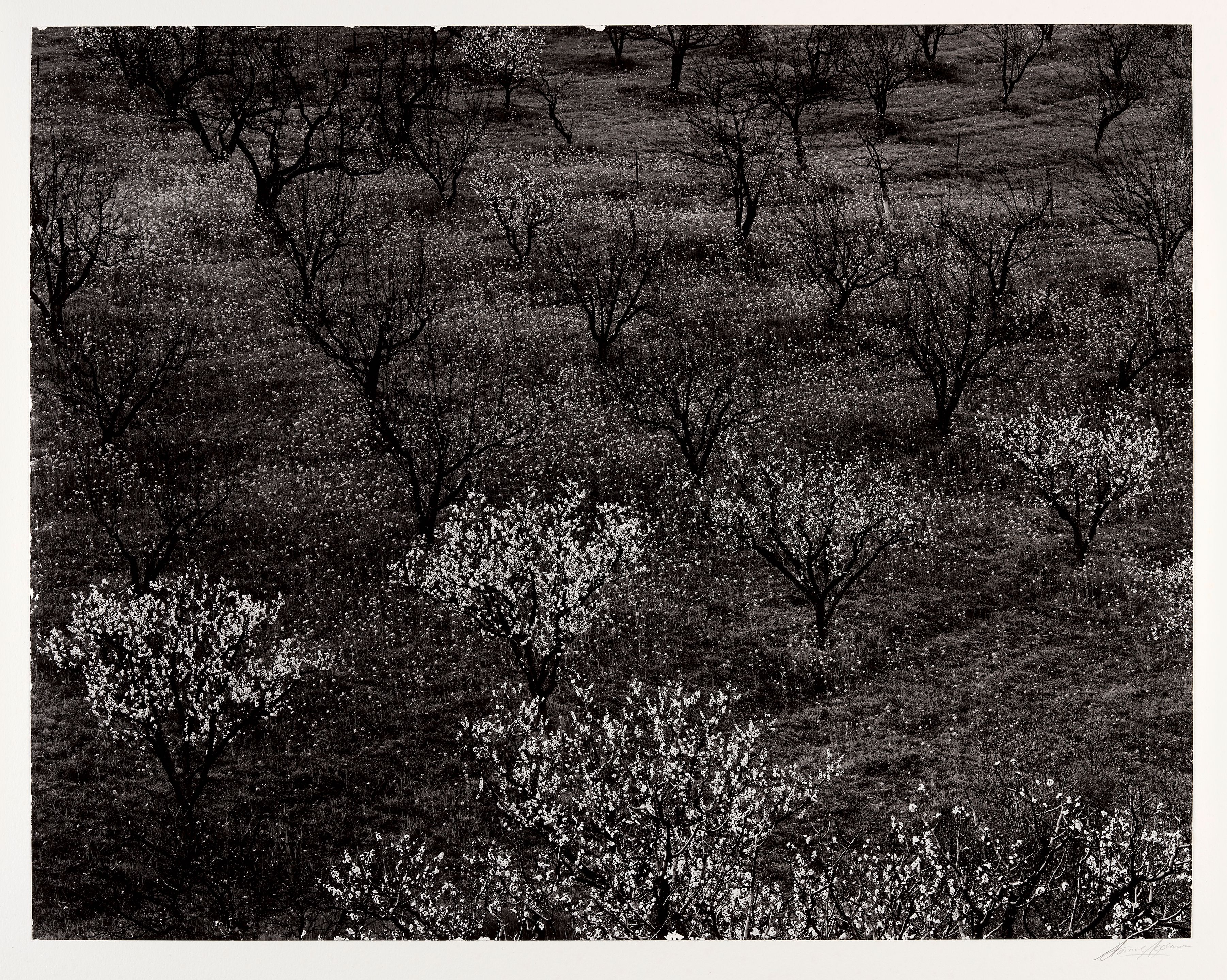 Orchard, Portola Valley, California
