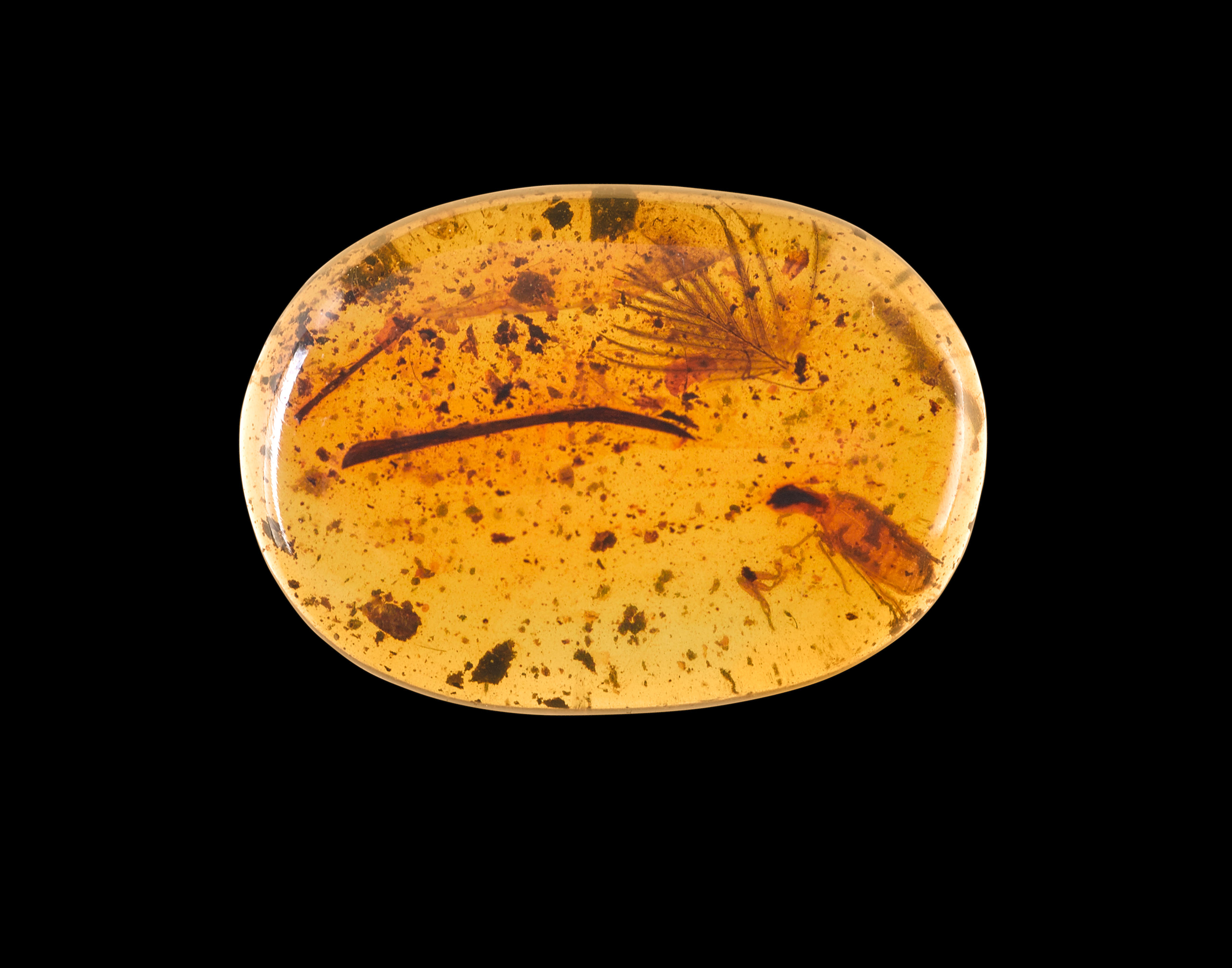 Mystery Feather in Amber