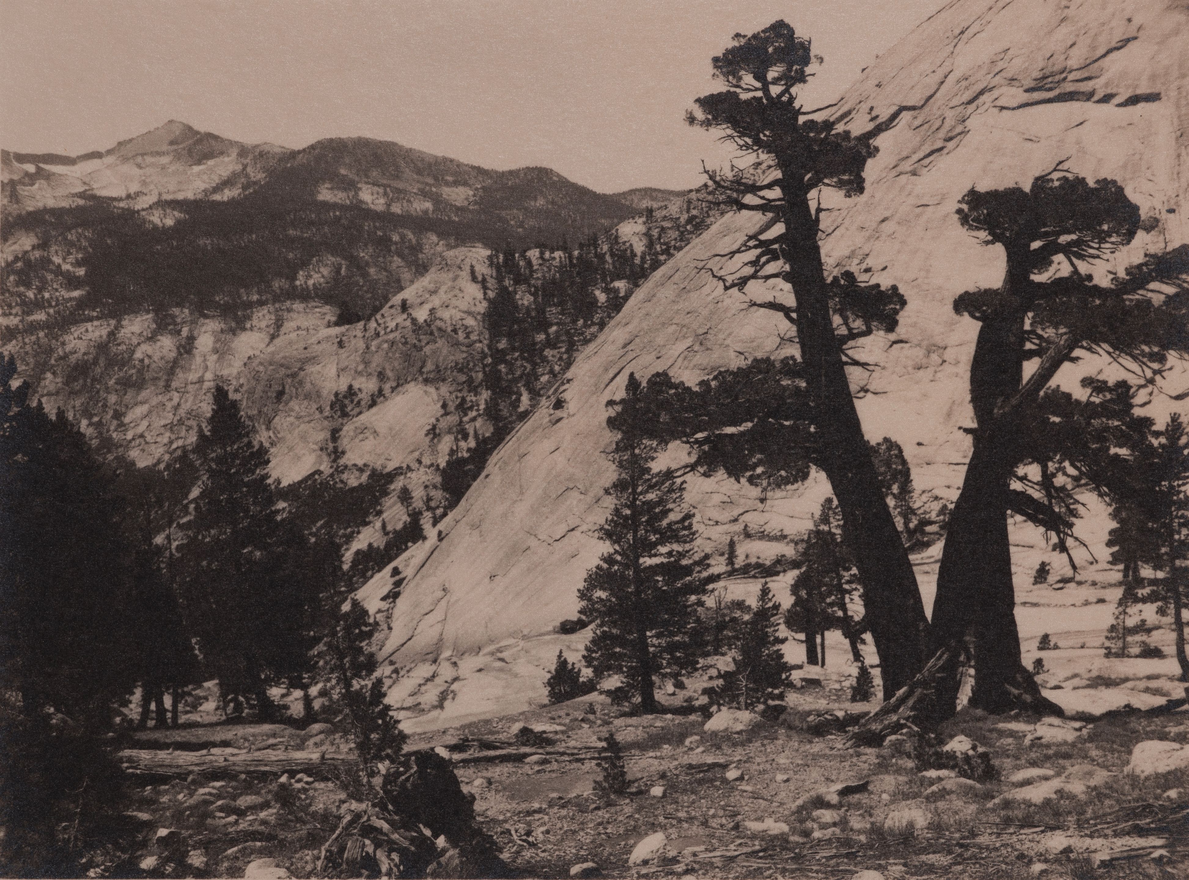 Sierra Junipers