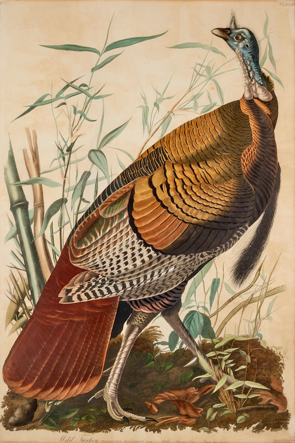 Bonhams Audubon John James 1785 1851 Wild Turkey Meleagris Gallopavo Linn Male American