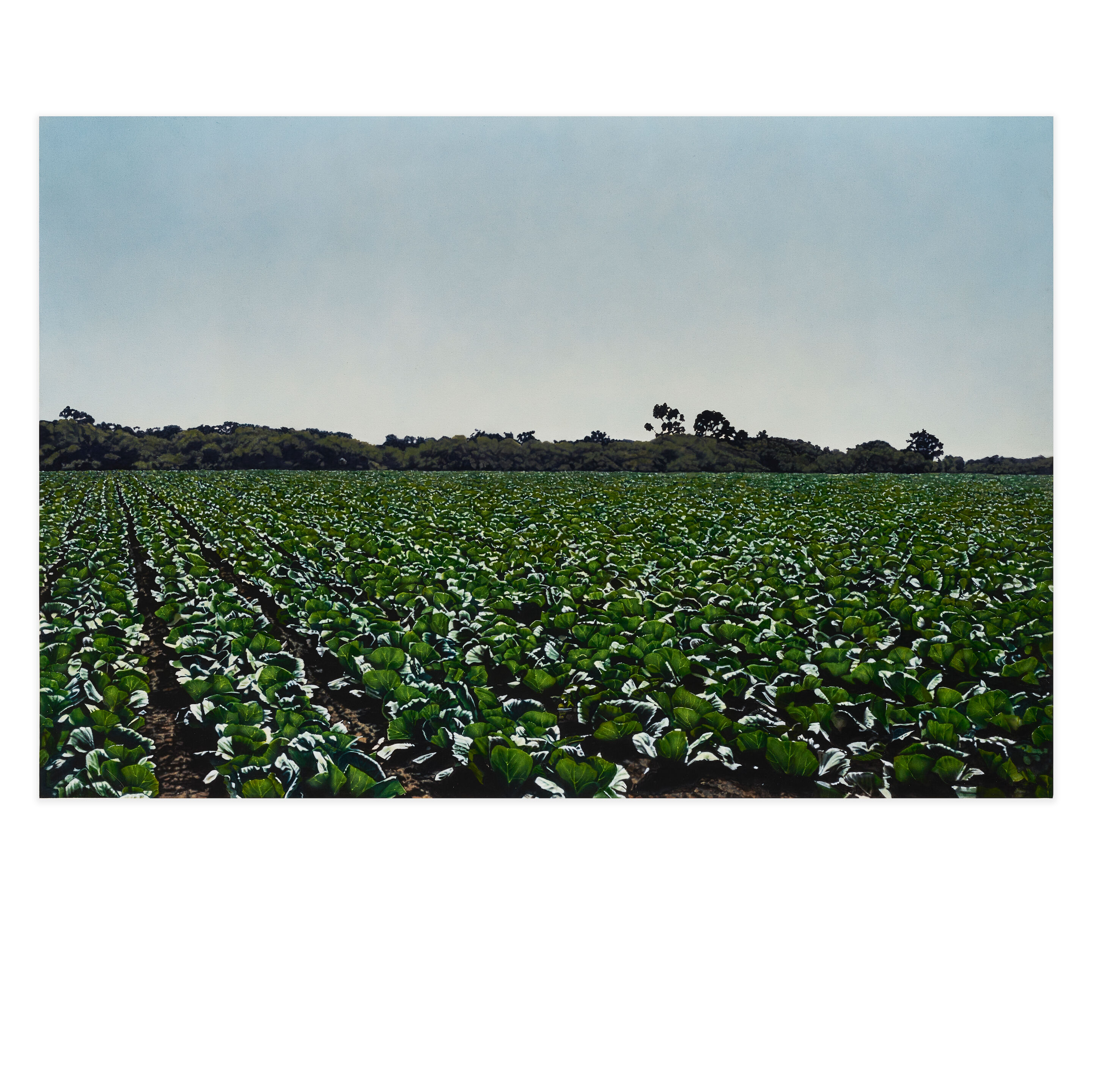 Raw Crops: Cabbage