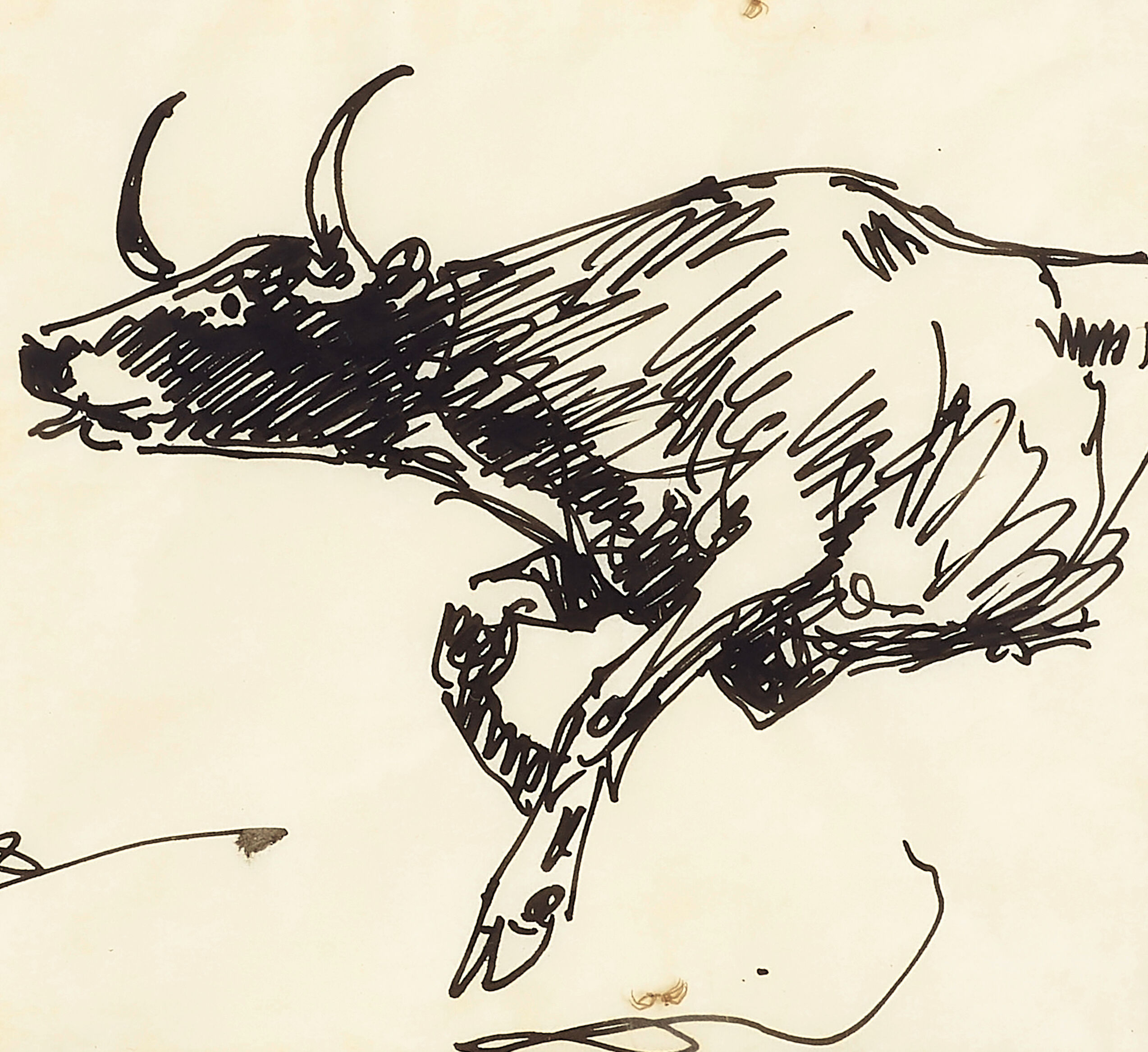 Steer Studies - Thumb 5