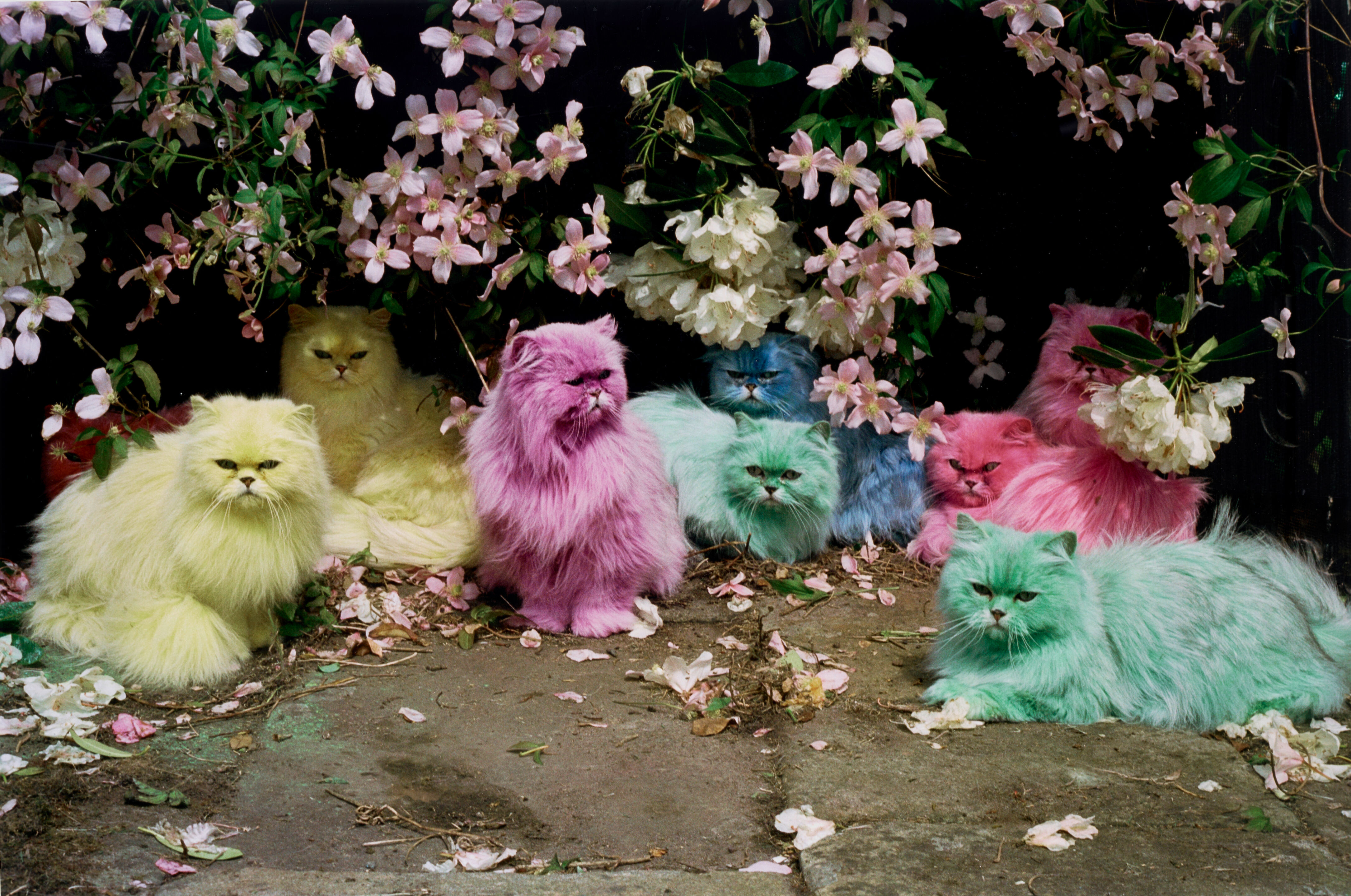 Pastel Cats