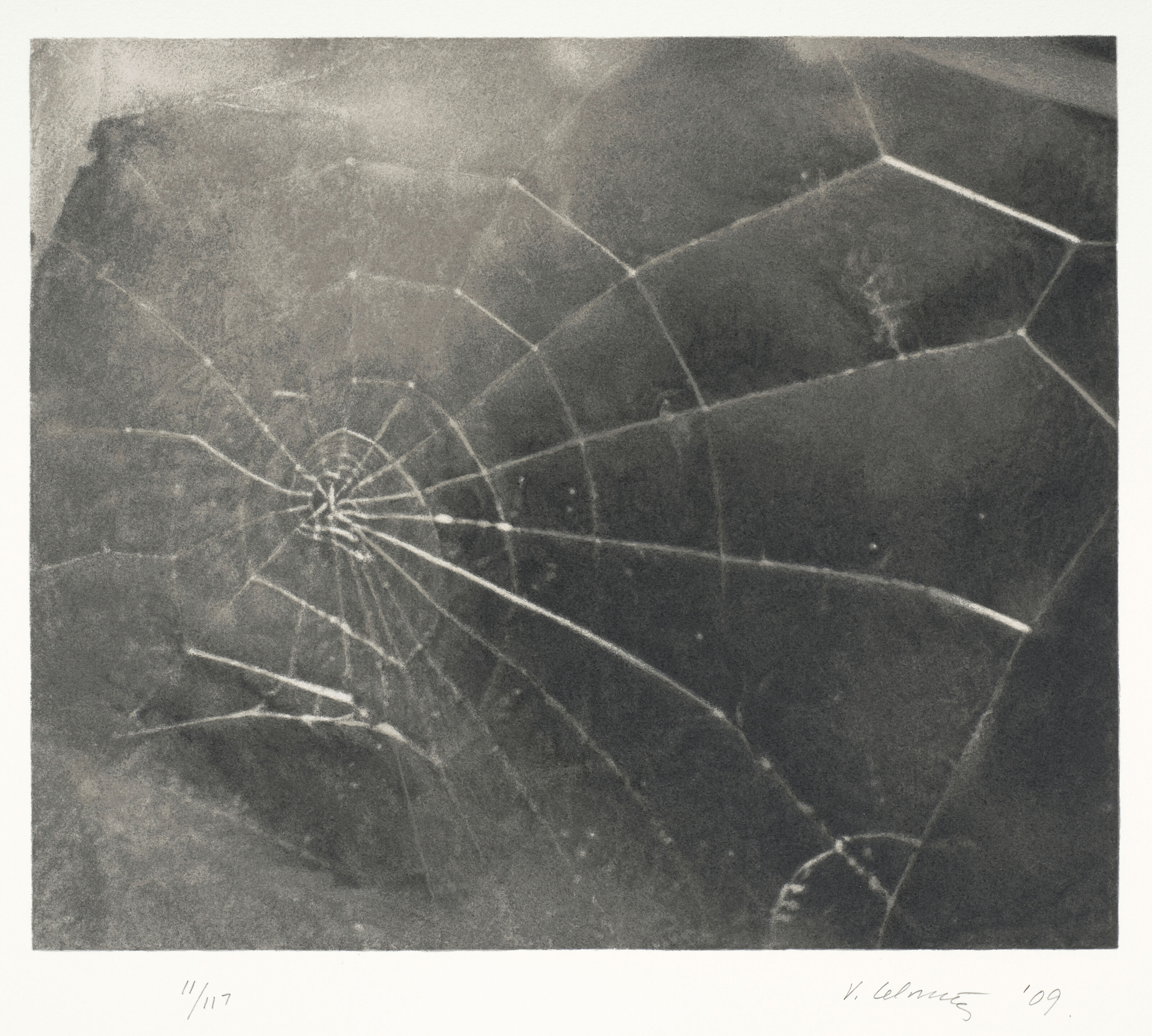 Spider Web