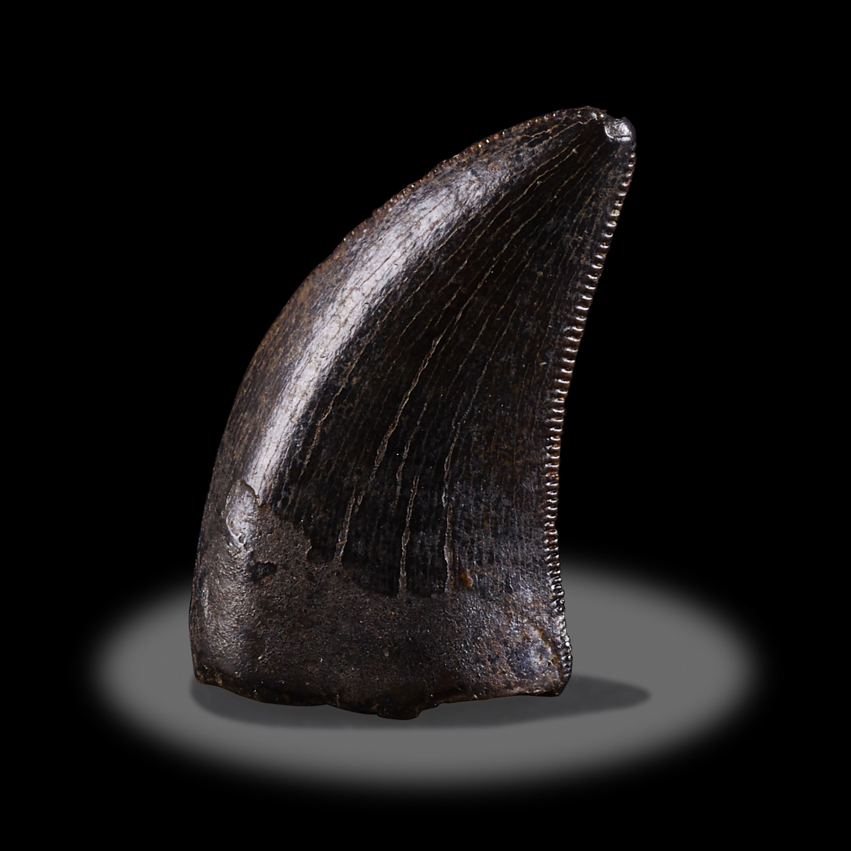 Raptor Tooth