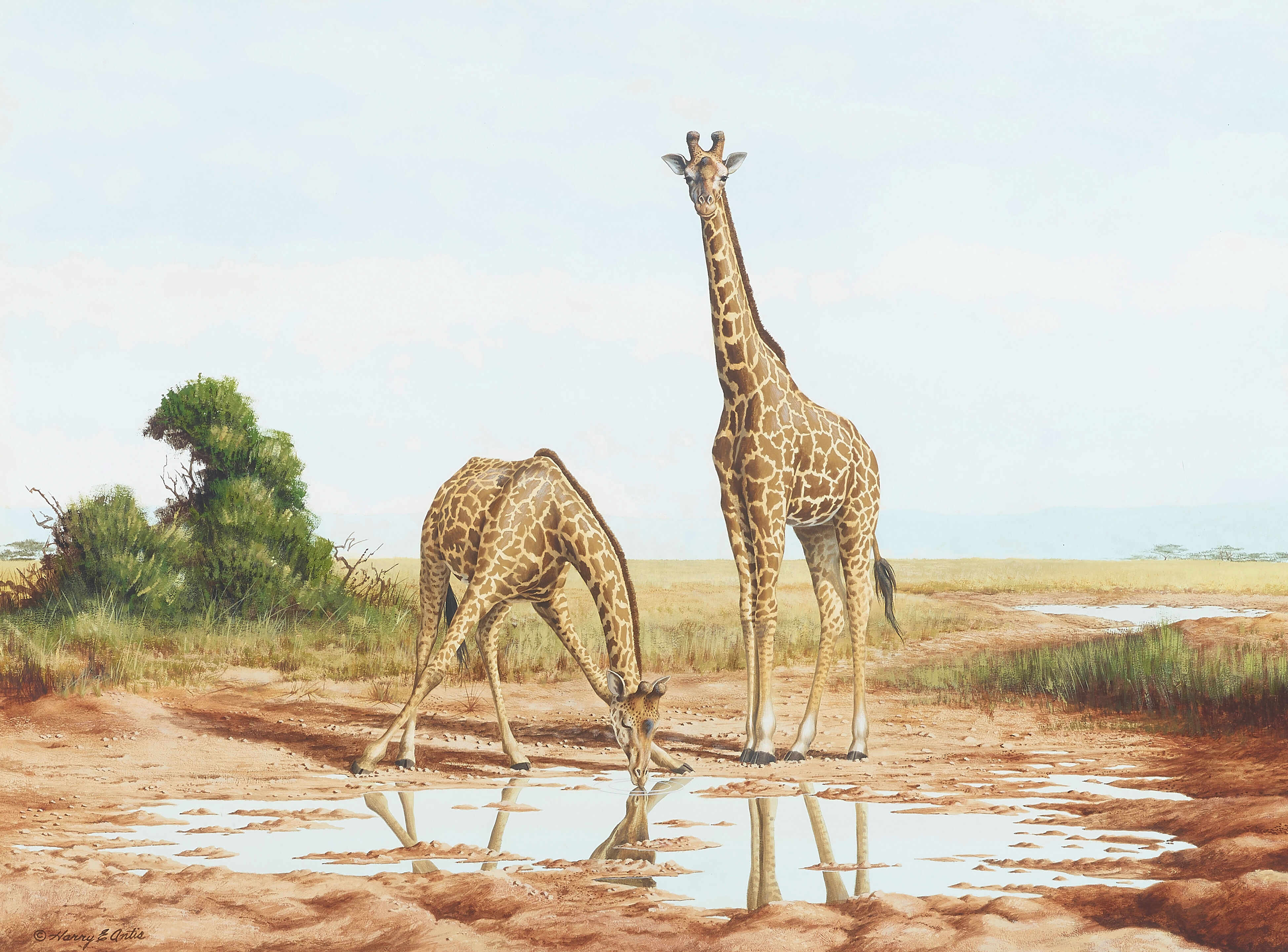 Two Giraffes