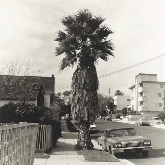 Edward Ruscha(born 1937)Palm Tree #1