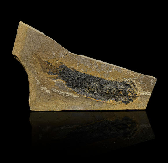 Bonhams : Famous Dipterus Devonian Lungfish Fossil