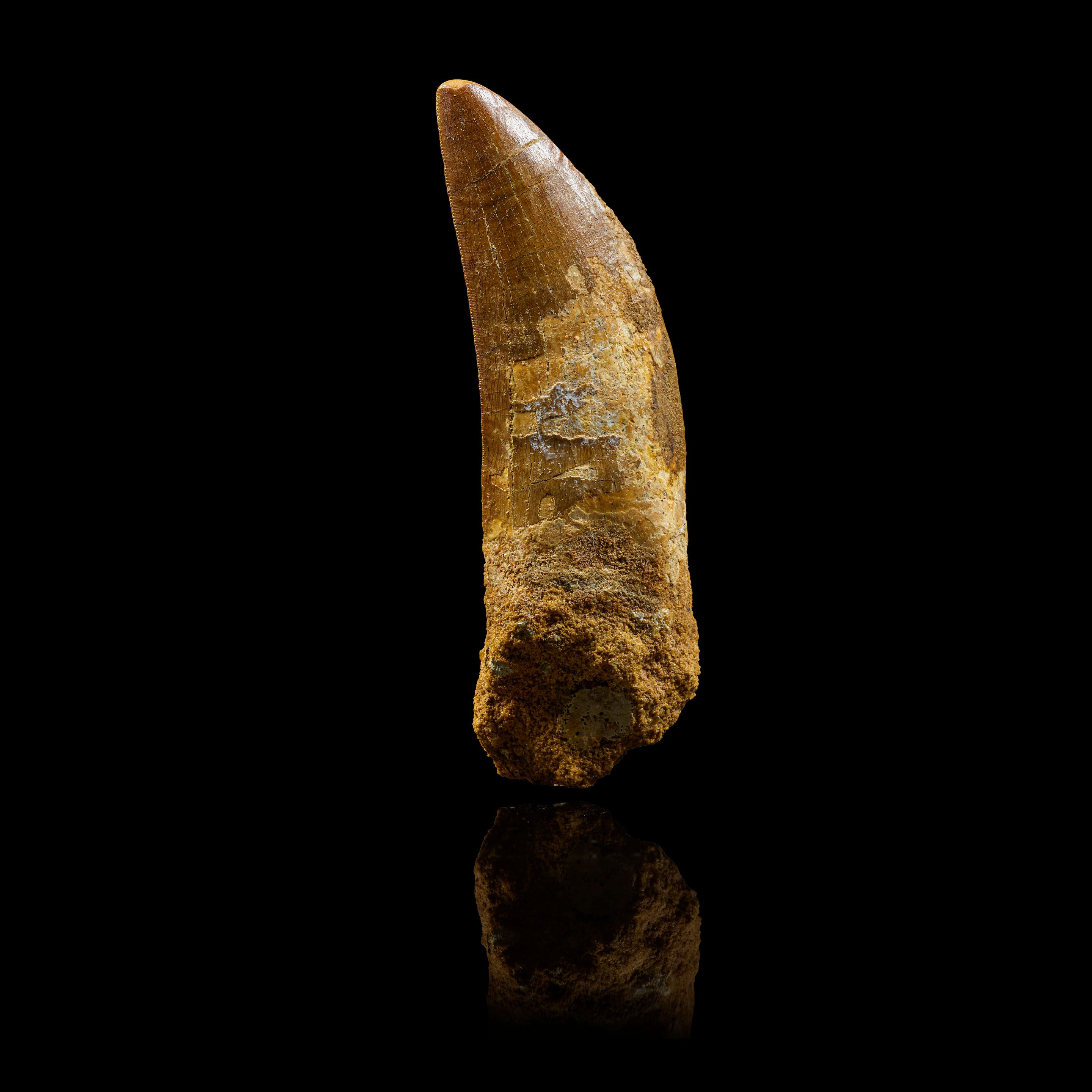 Carcharodontosaurus Tooth