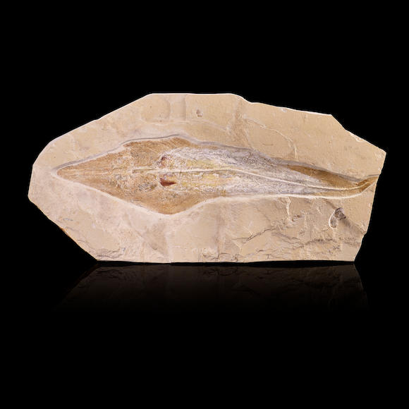 Bonhams : Fossil Guitarfish Plate