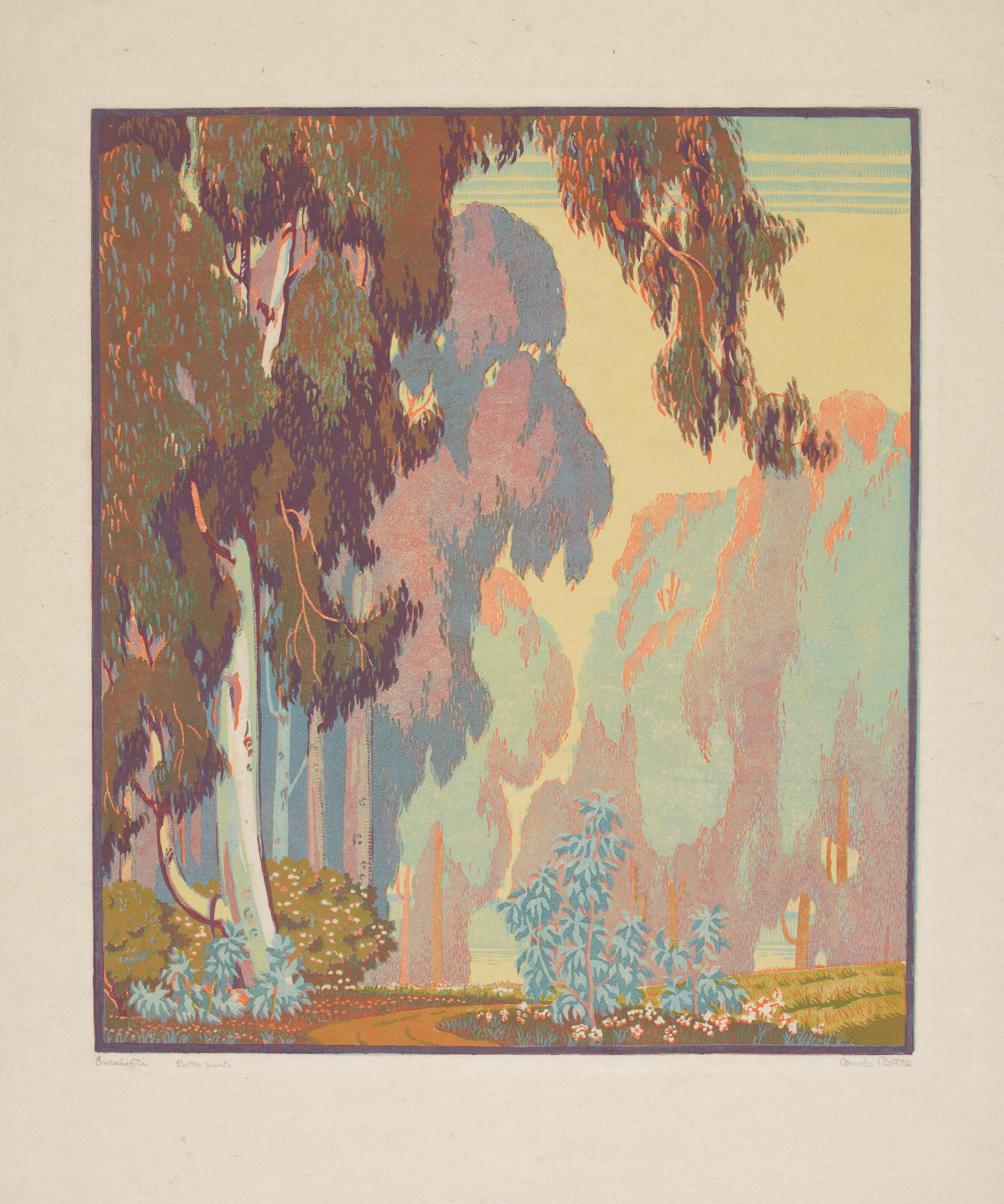 Eucalypti