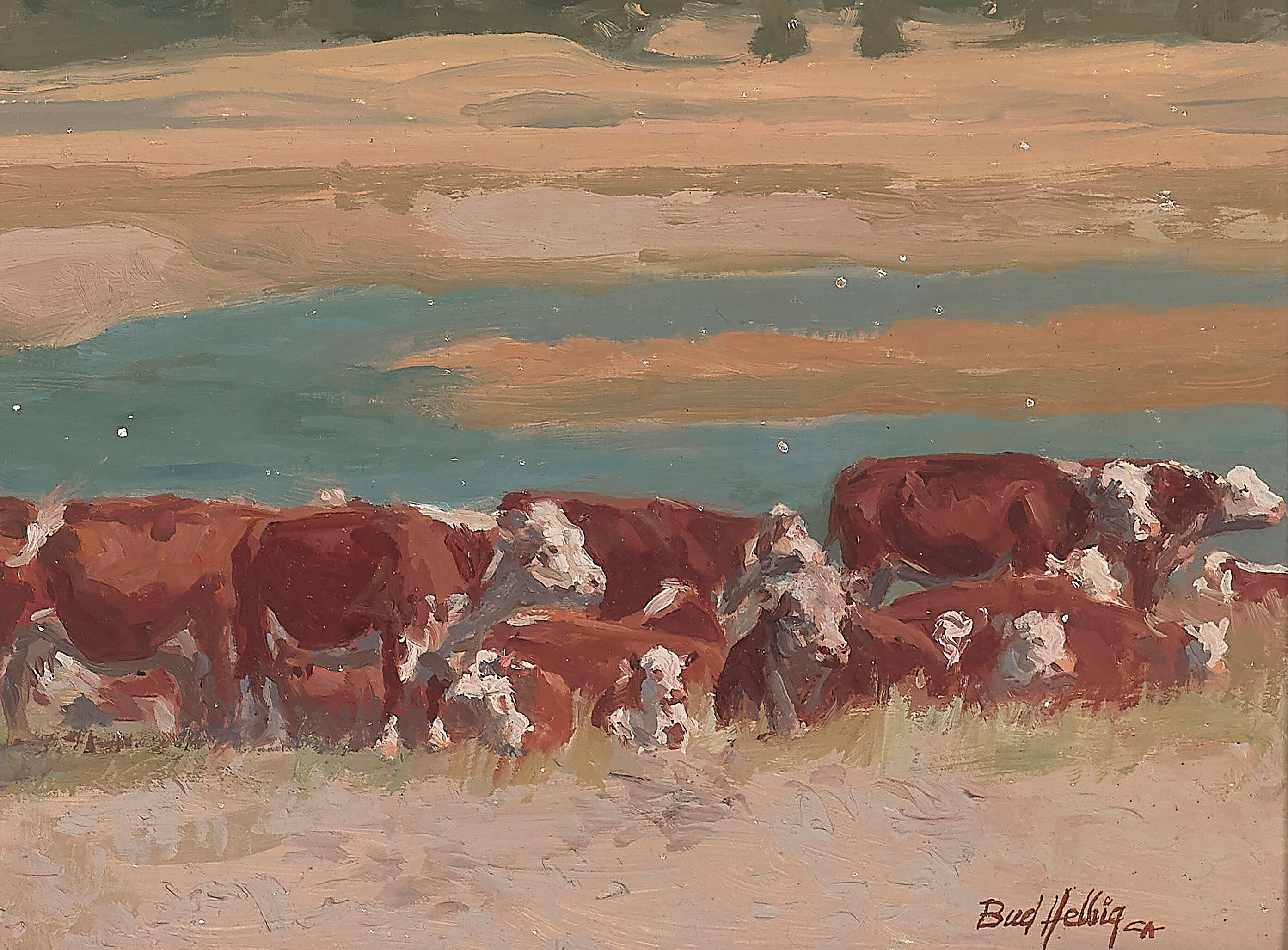 Herefords