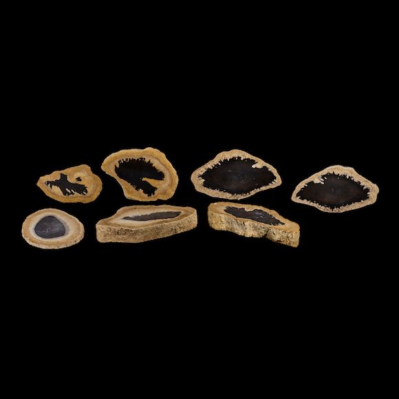 Bonhams Petrified Palm Wood Slabs