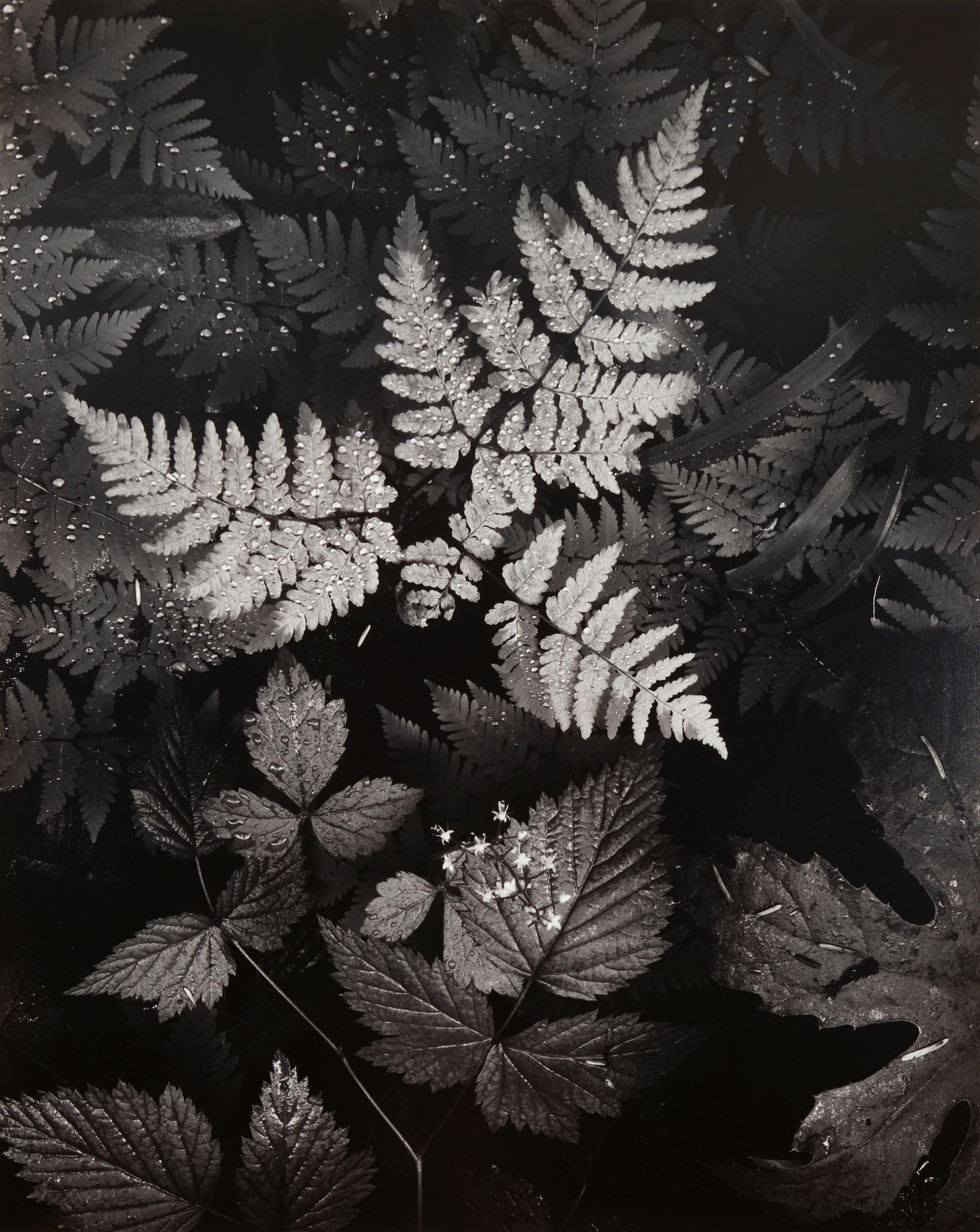 Leaves, Mt. Rainier National Park