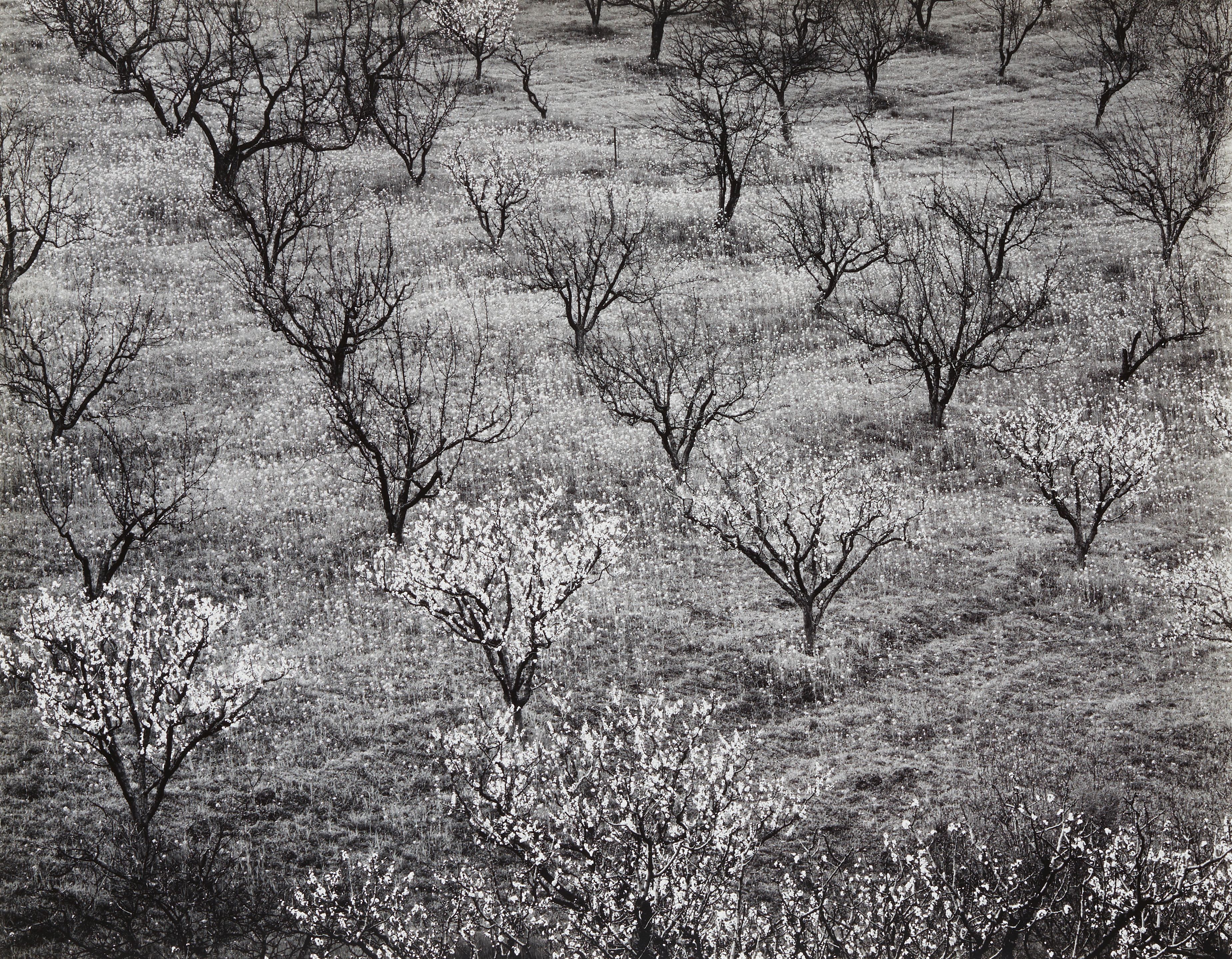 Orchard, Early Spring near Stanford University, California