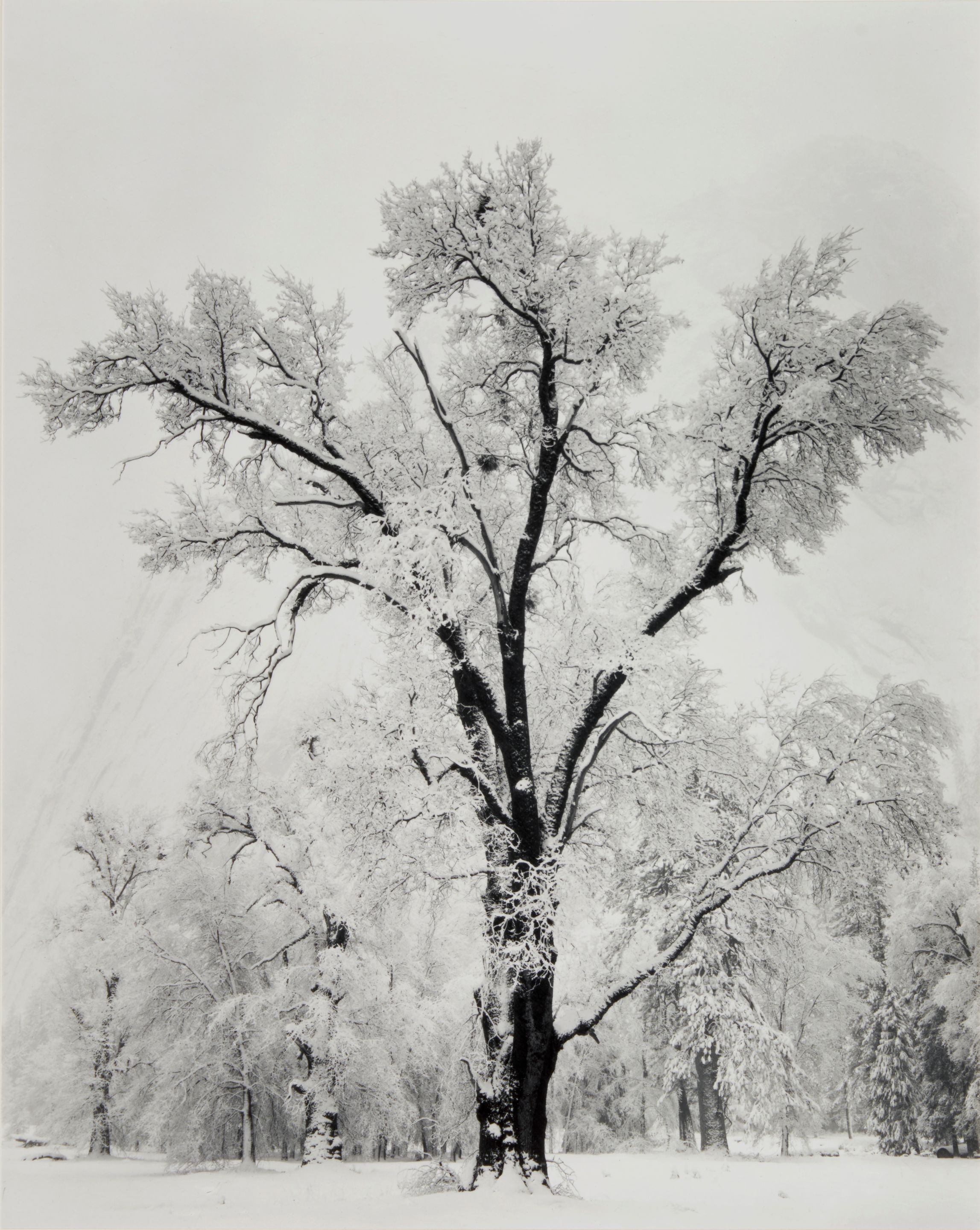 Oak Tree, Snowstorm, Yosemite National Park, California