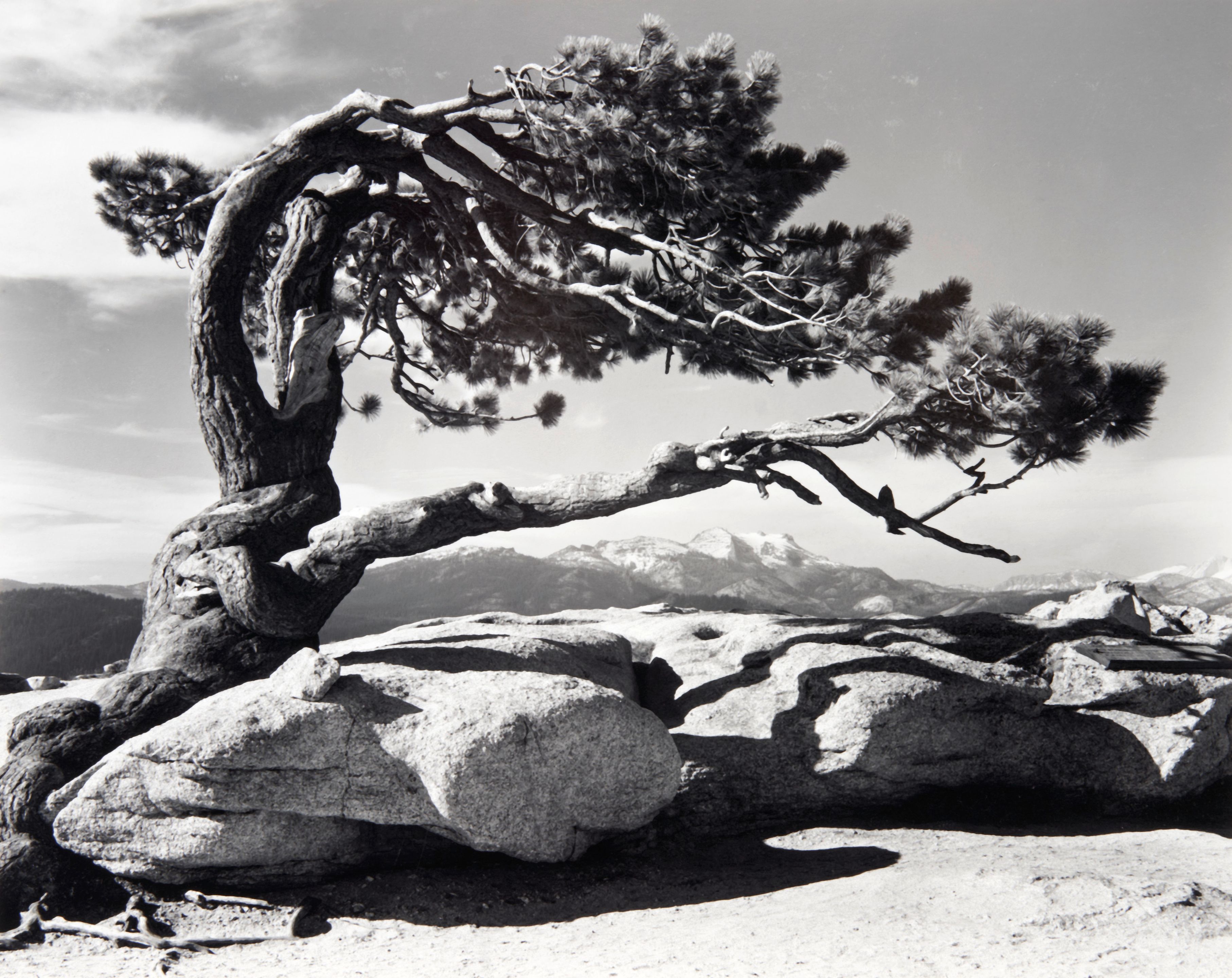 Jeffrey Pine, Sentinel Dome, Yosemite National Park, California