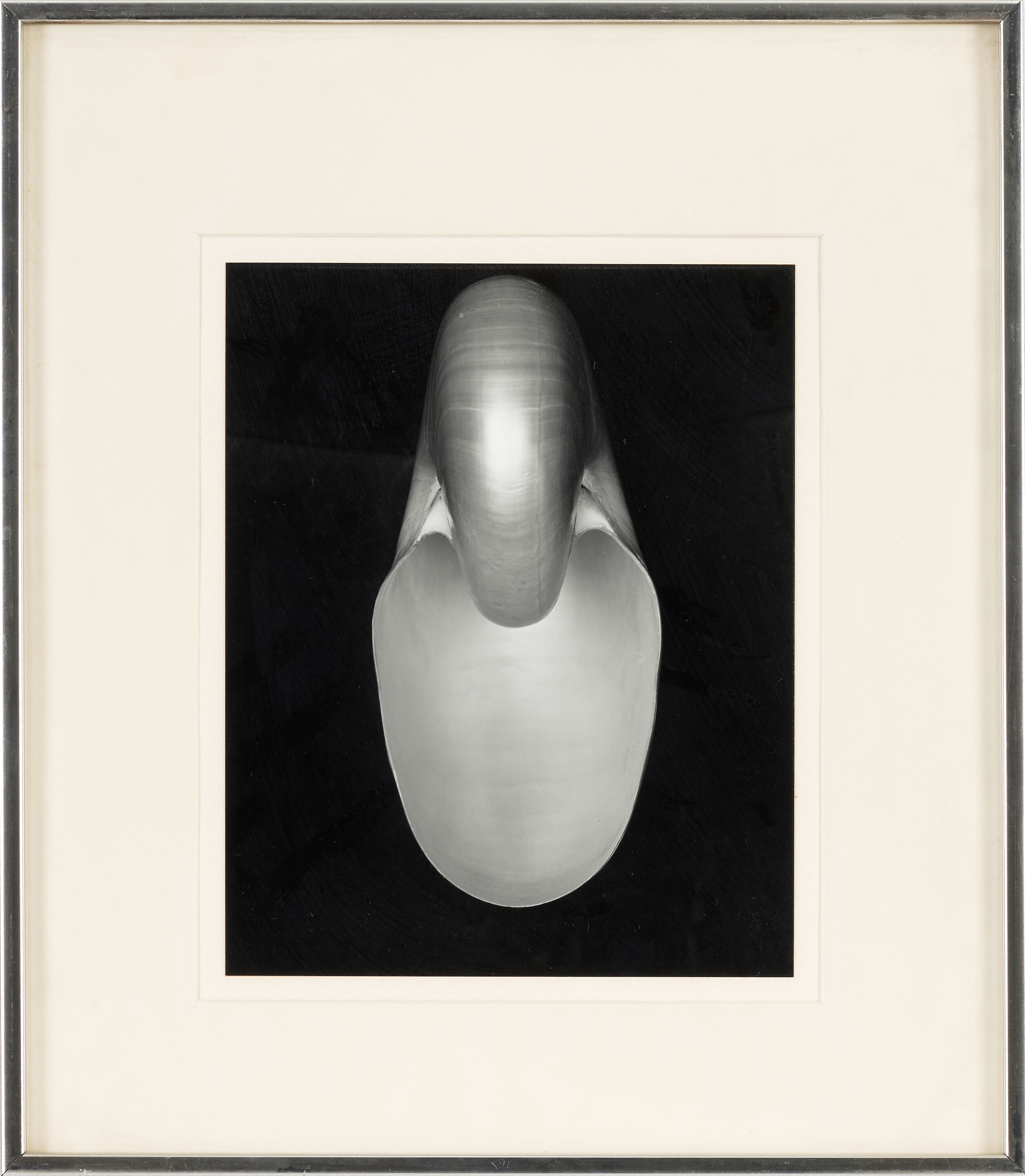 Nautilus - Thumb 2