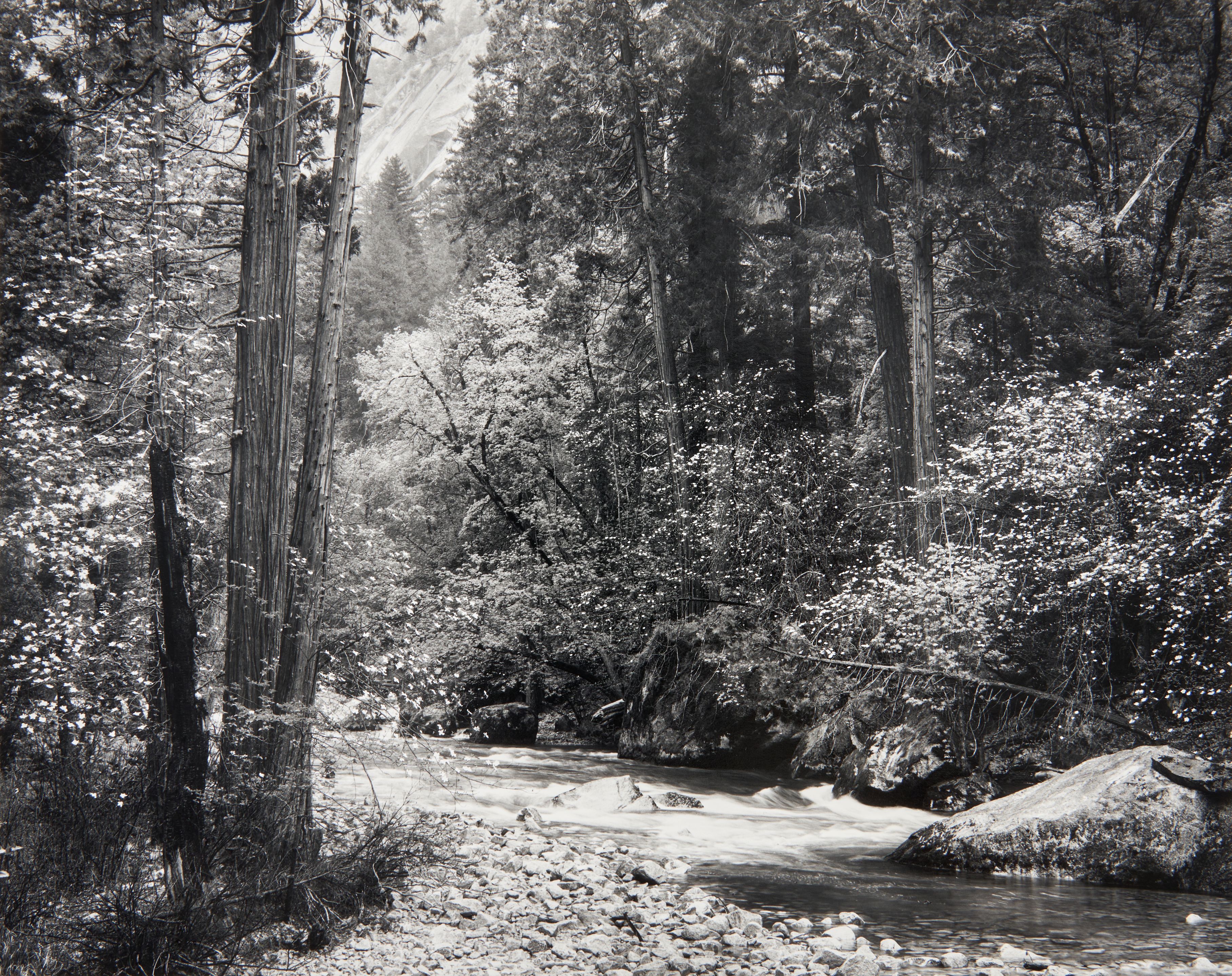 Tenaya Creek, Dogwood, Rain, Yosemite National Park, California