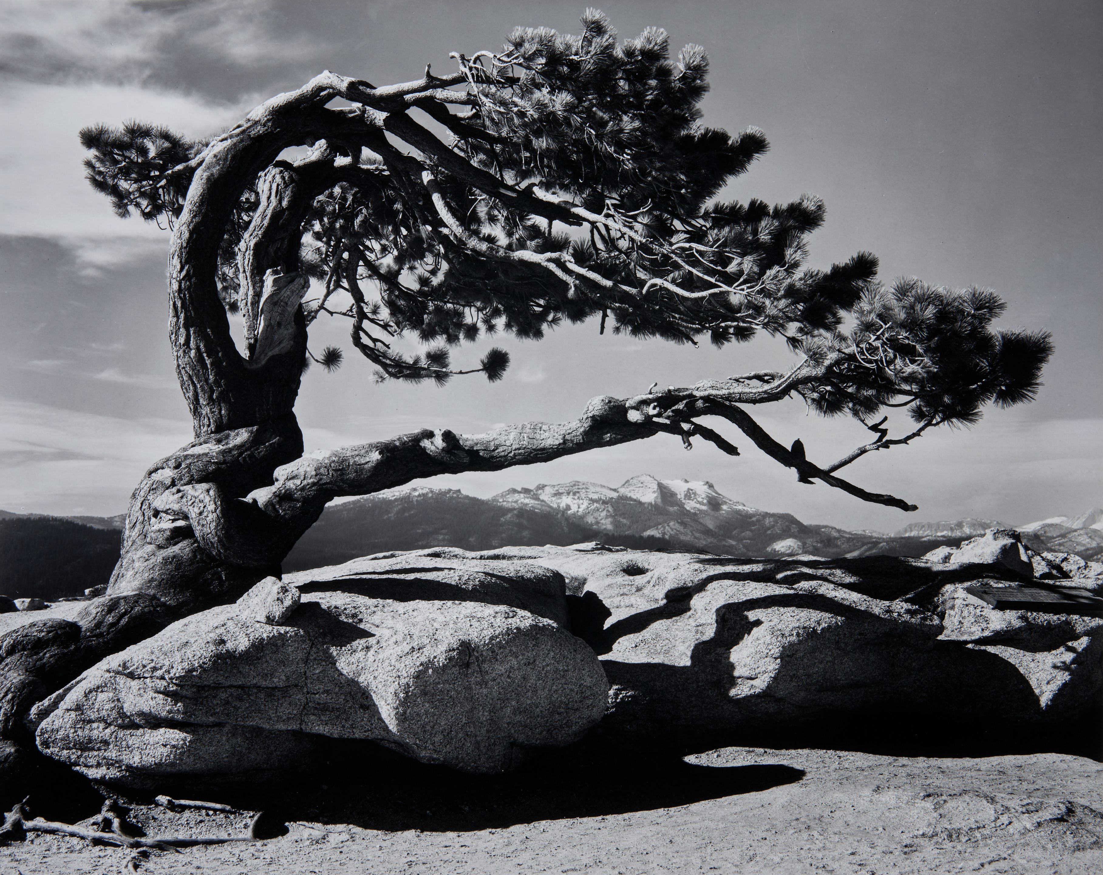 Jeffrey Pine, Sentinel Dome, Yosemite National Park, California