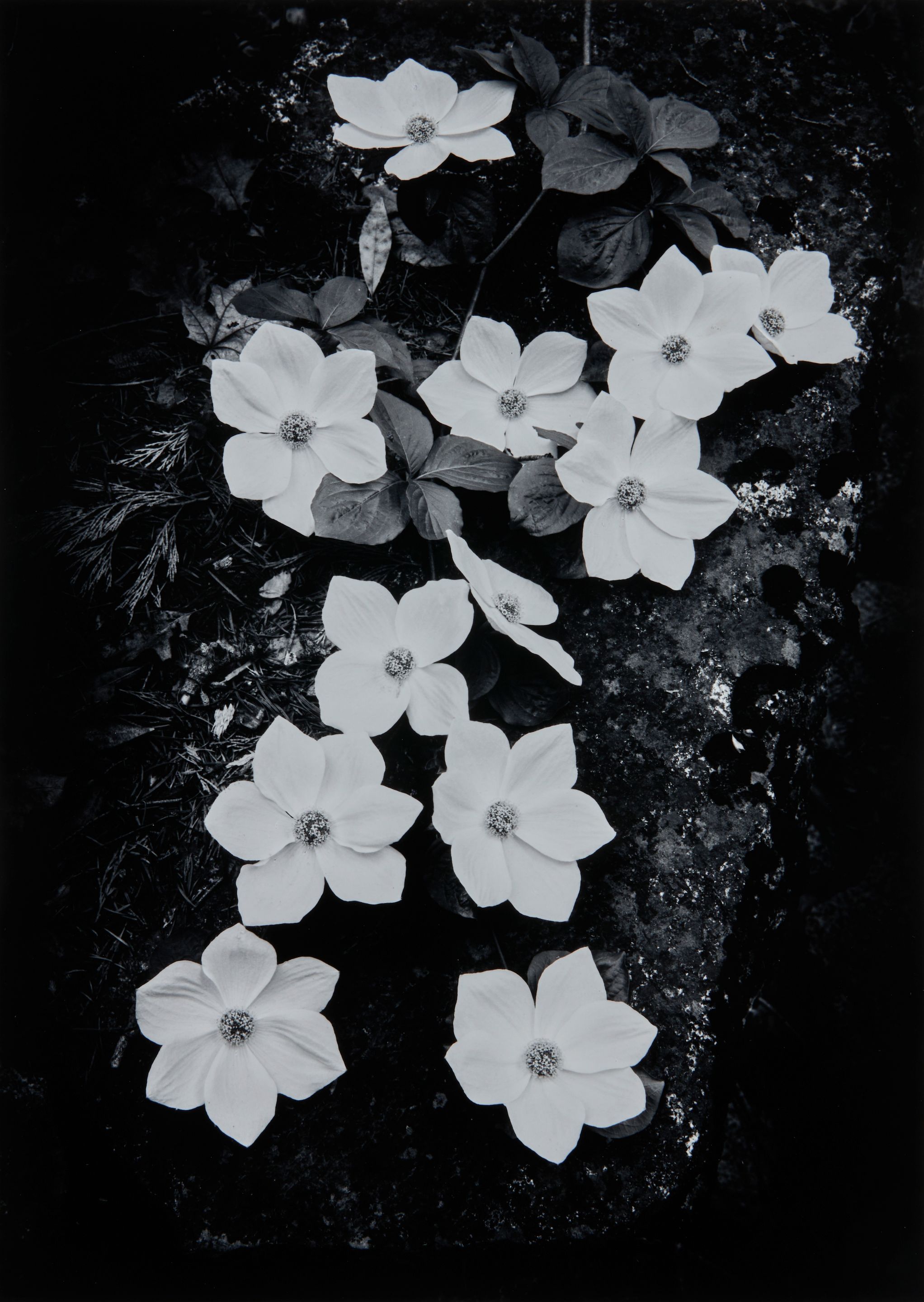 Dogwood, Yosemite National Park, California