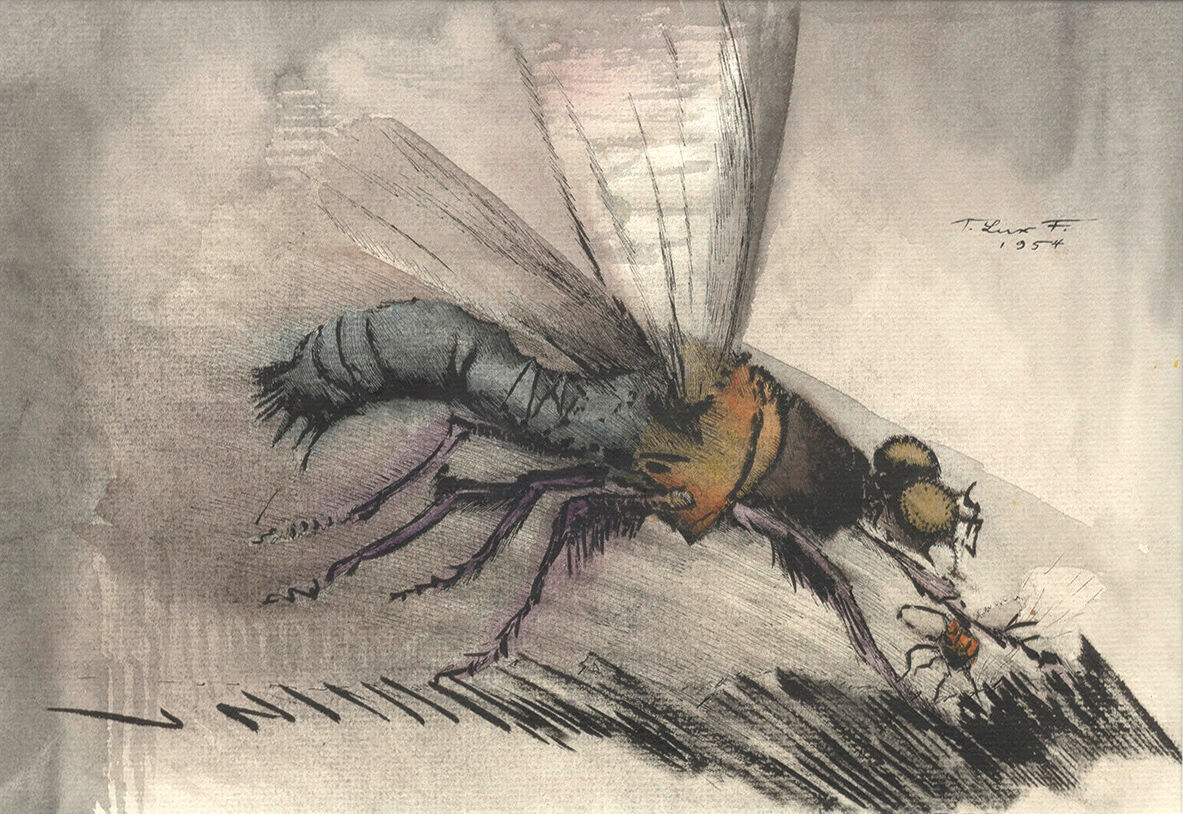 Insect
