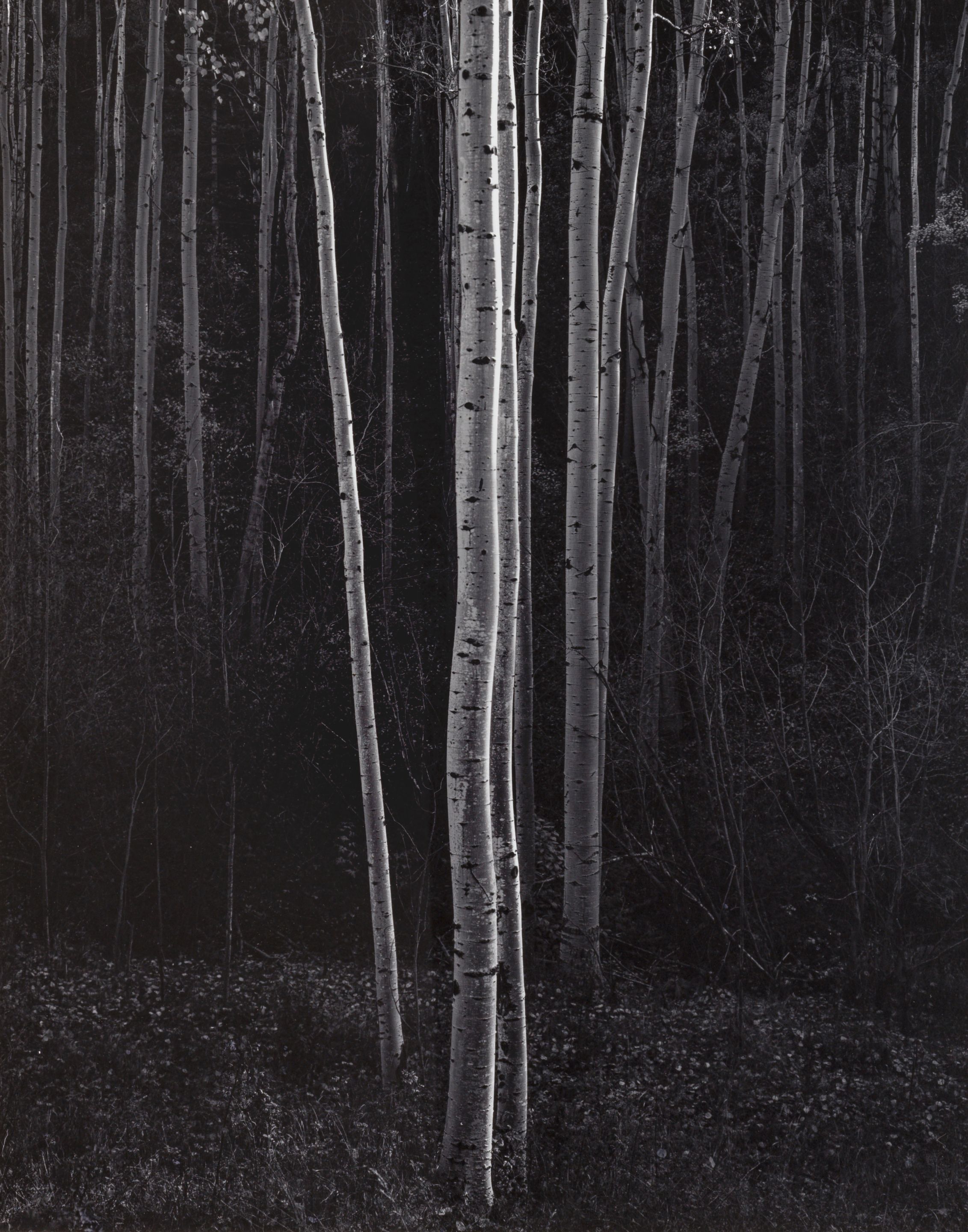 Aspens, Northern New Mexico