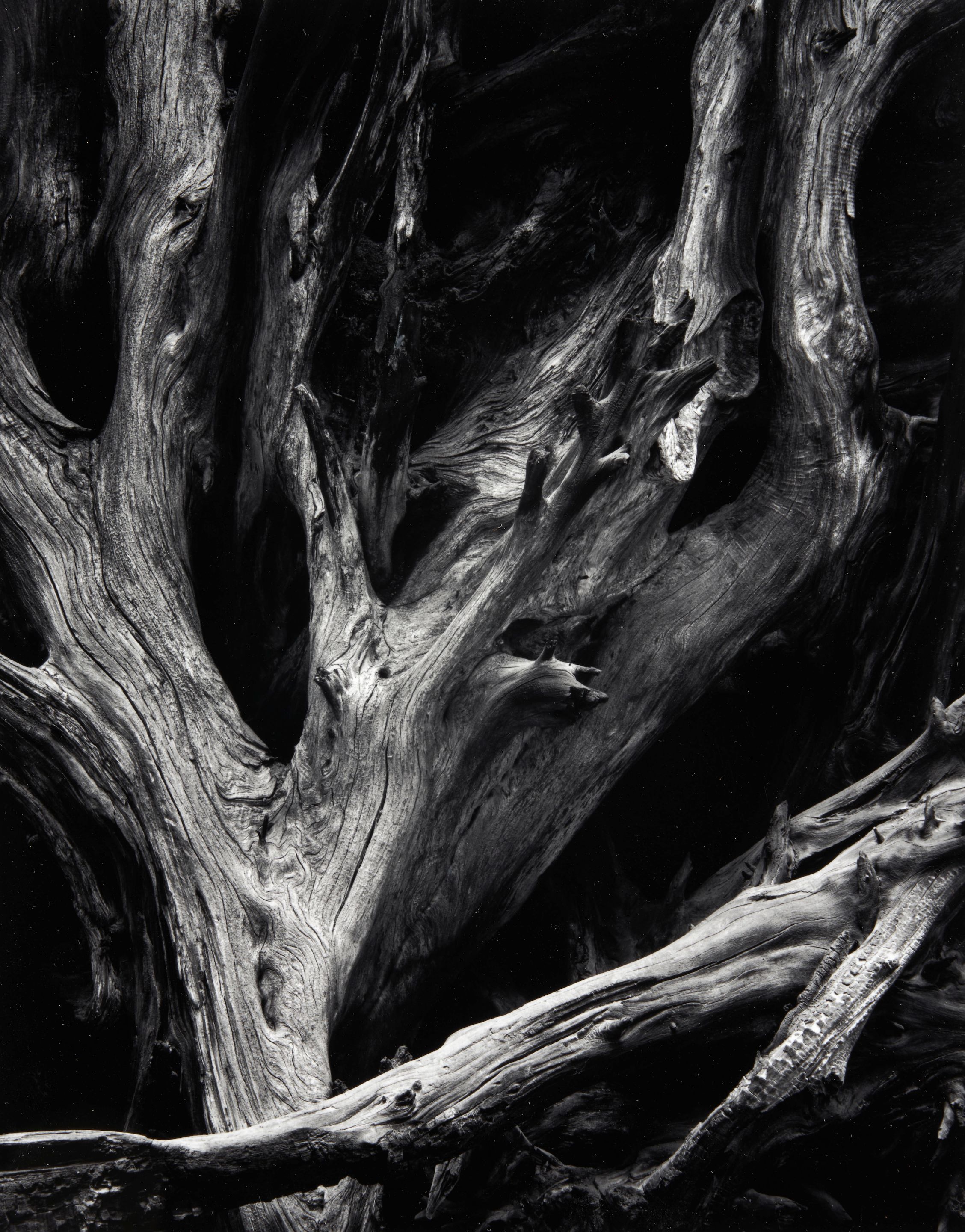 Sequoia Roots, Yosemite National Park, California