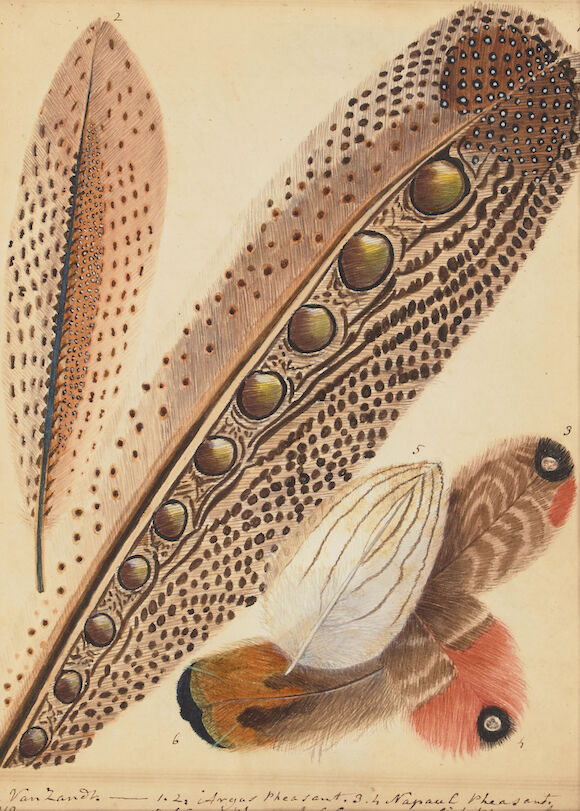 Bonhams Continental School 19th Century Pheasant Feathers 8 X 6 In bonhams-continental-school-19th-century-pheasant-feathers-8-x-6-in