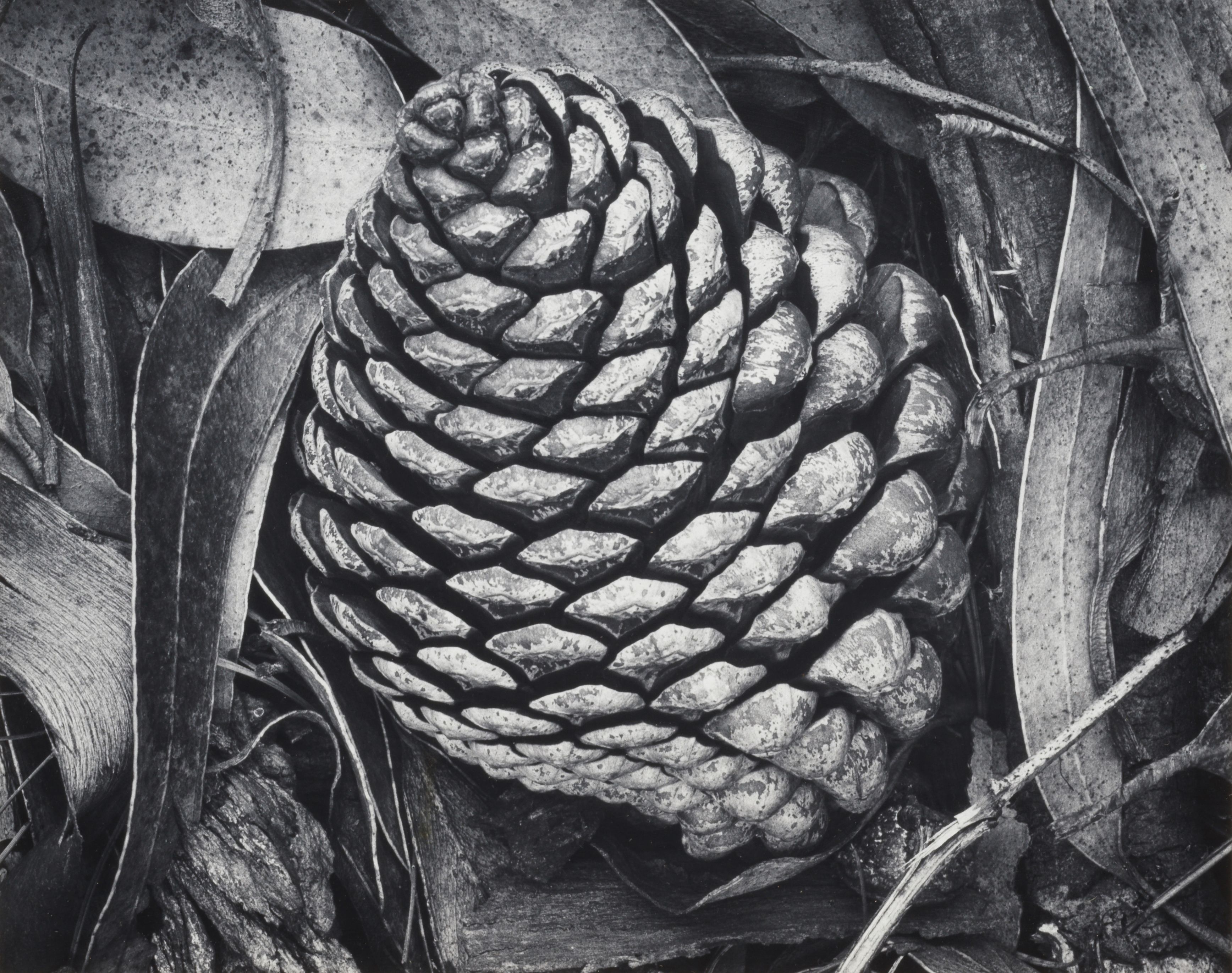 Pine Cone and Eucalyptus Leaves