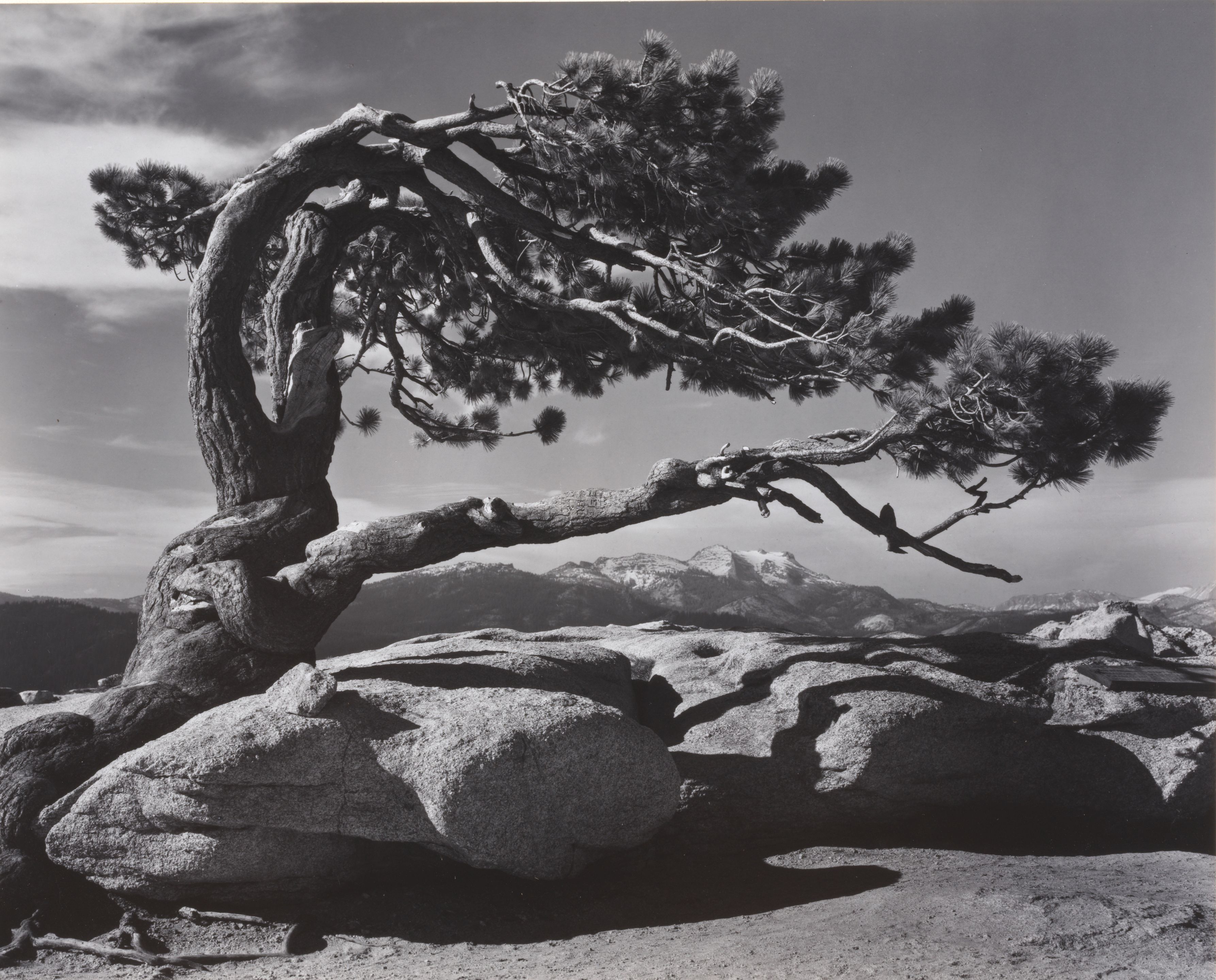 Jeffrey Pine