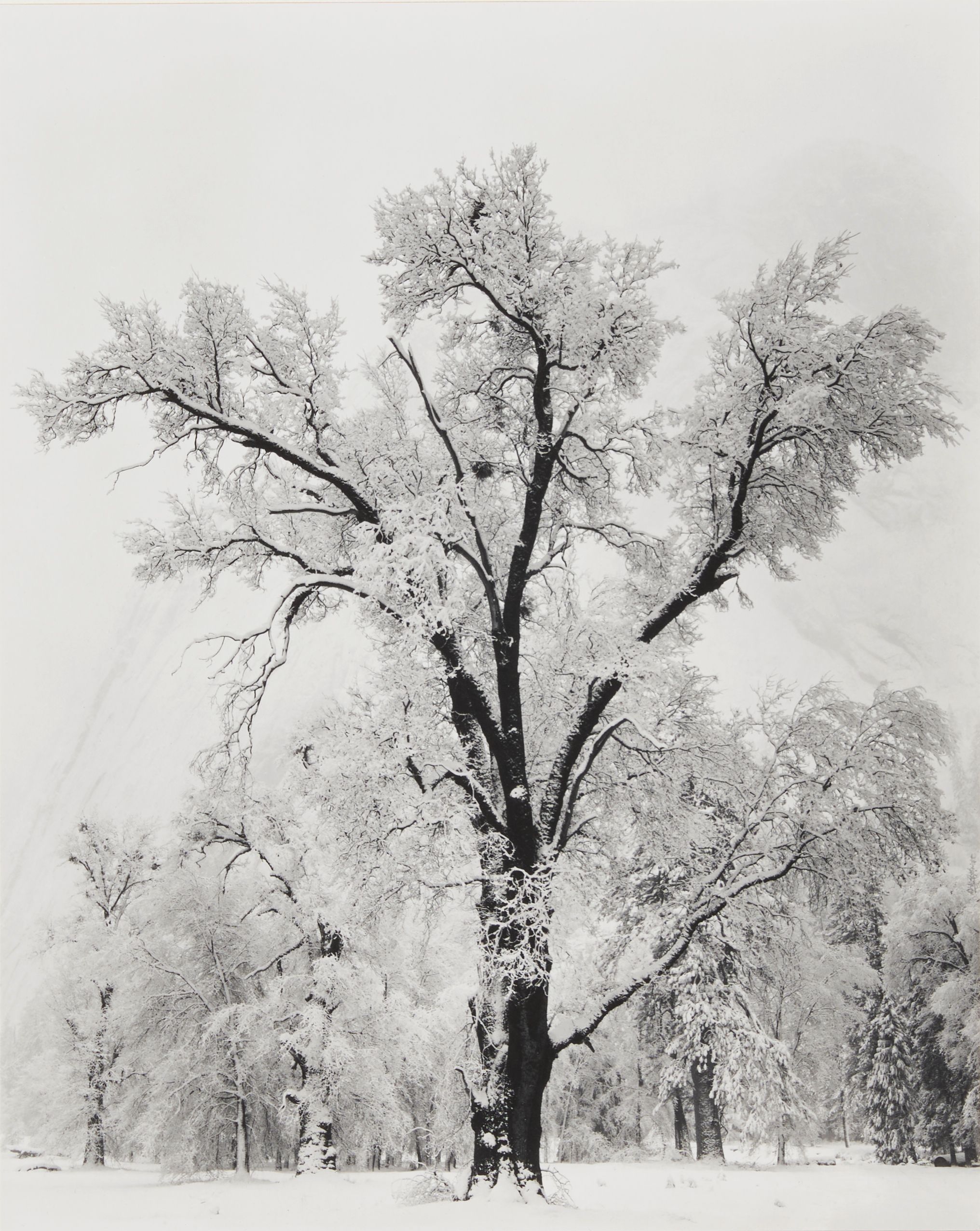 Oak Tree, Snowstorm, Yosemite National Park, California