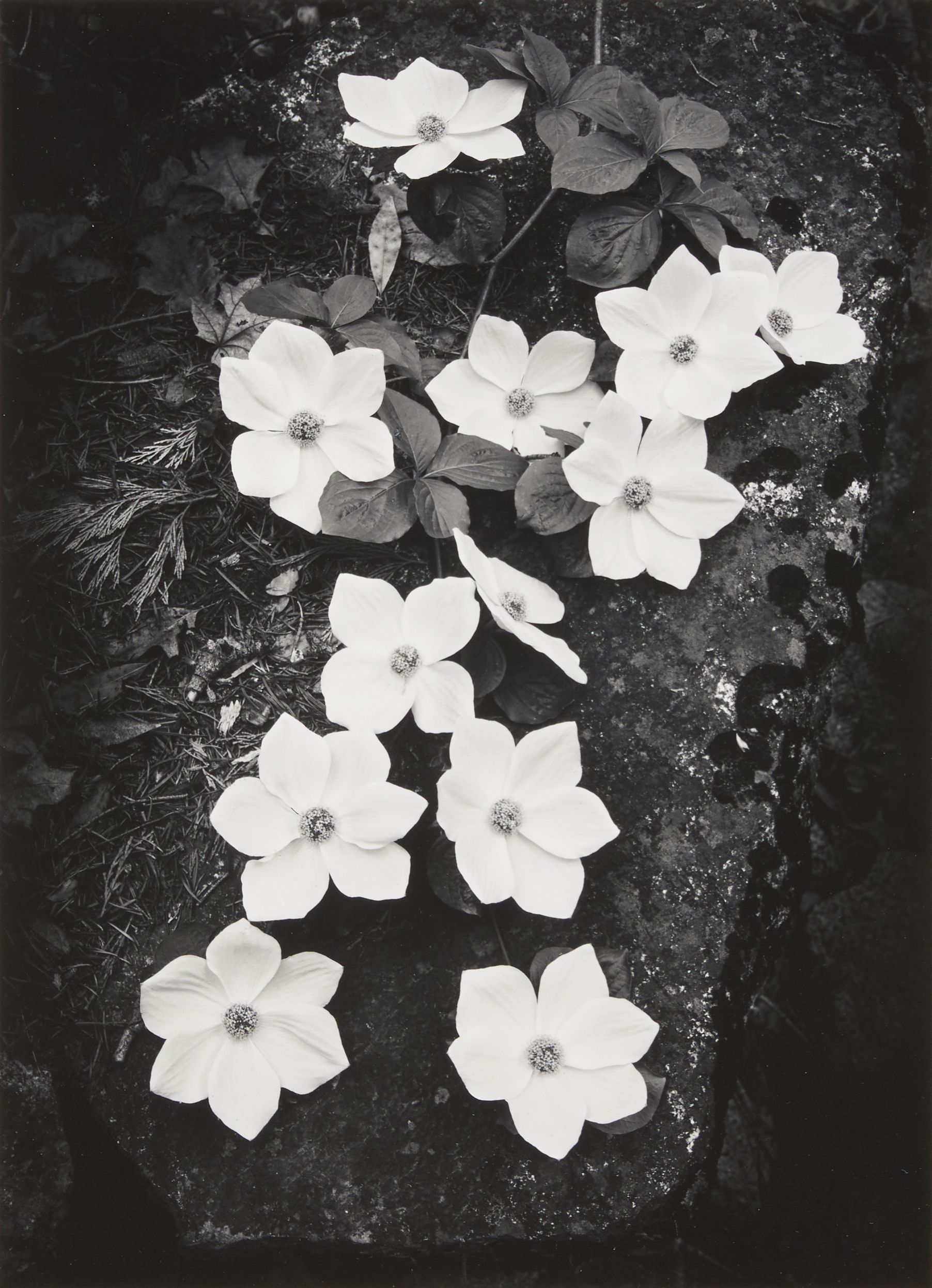 Dogwood, Yosemite National Park, California