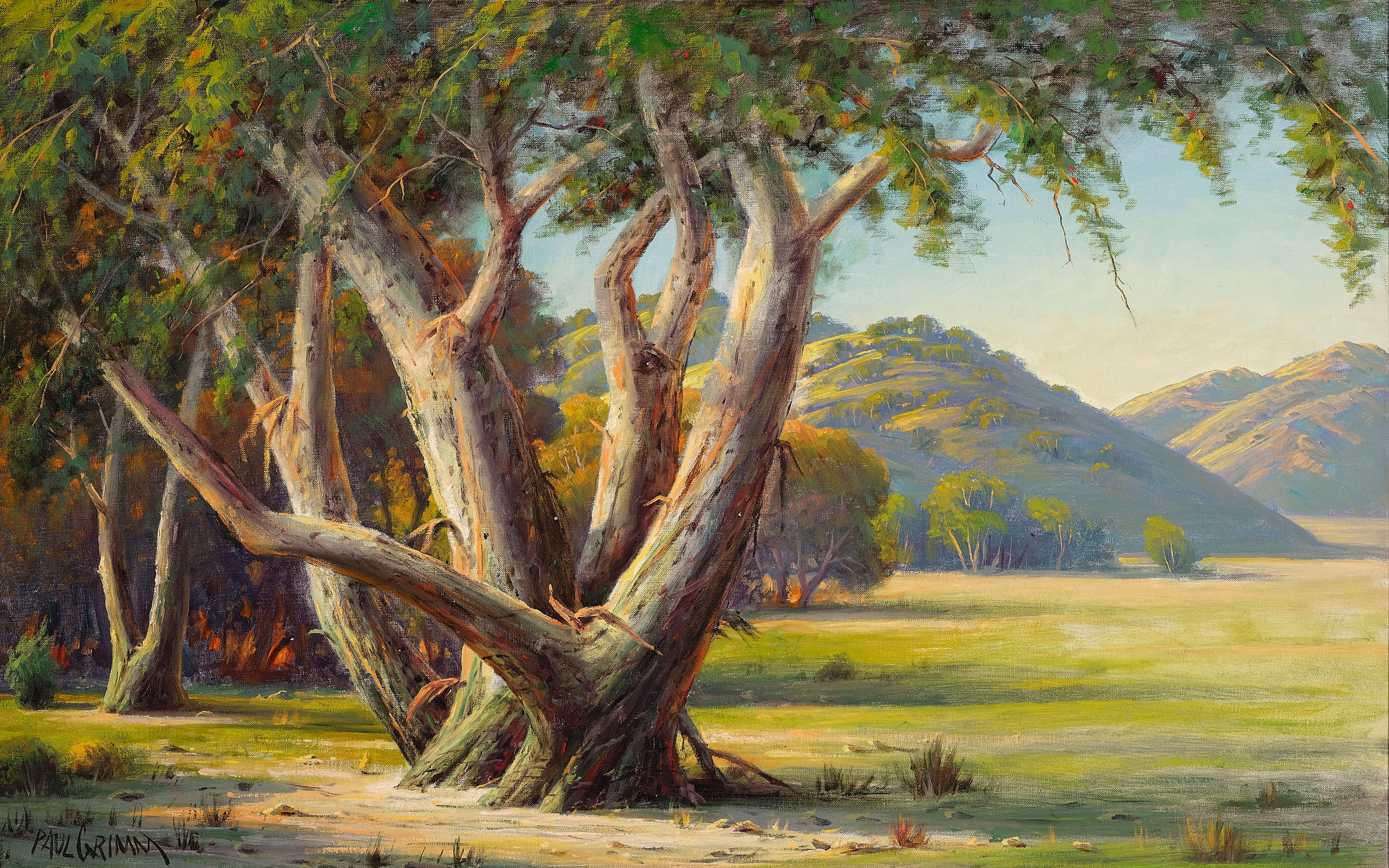 Stately Eucalyptus