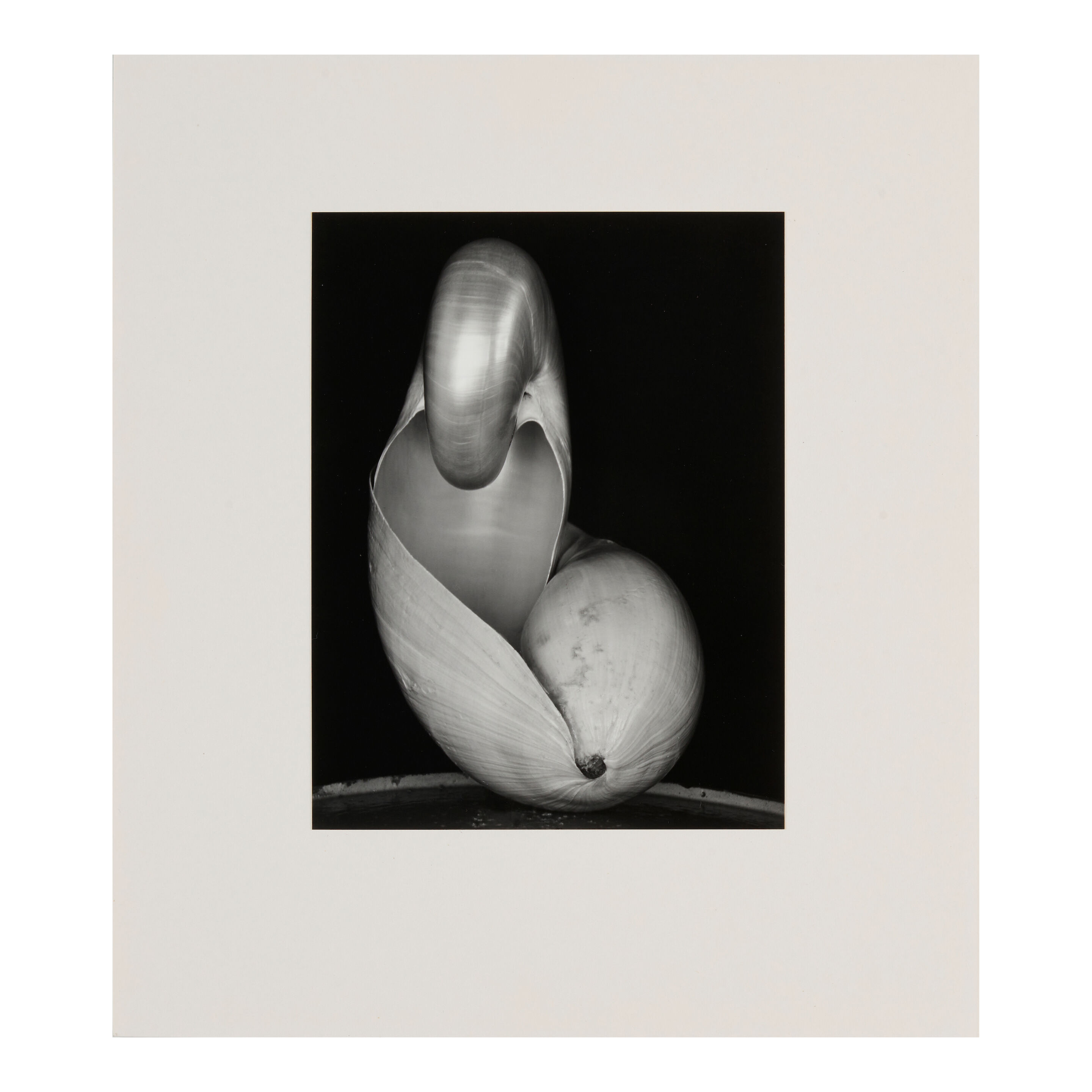 Shells - Thumb 2