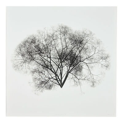 Stefanus Rademeyer (South Africa, b.1976) Arborescent Geometry II, 2010
