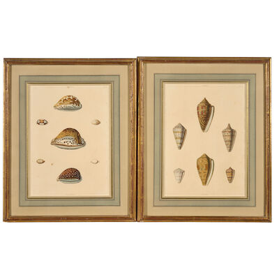 George Perry (British, 1771–?) Two Shell Plates from Conchology: Cypræa (Cowries) and Conus (Cone Shells)