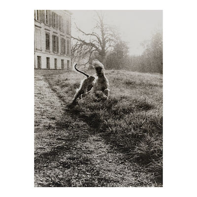 Jacques-Henri Lartigue (1894-1986); Untitled (Afghan Hound Running)