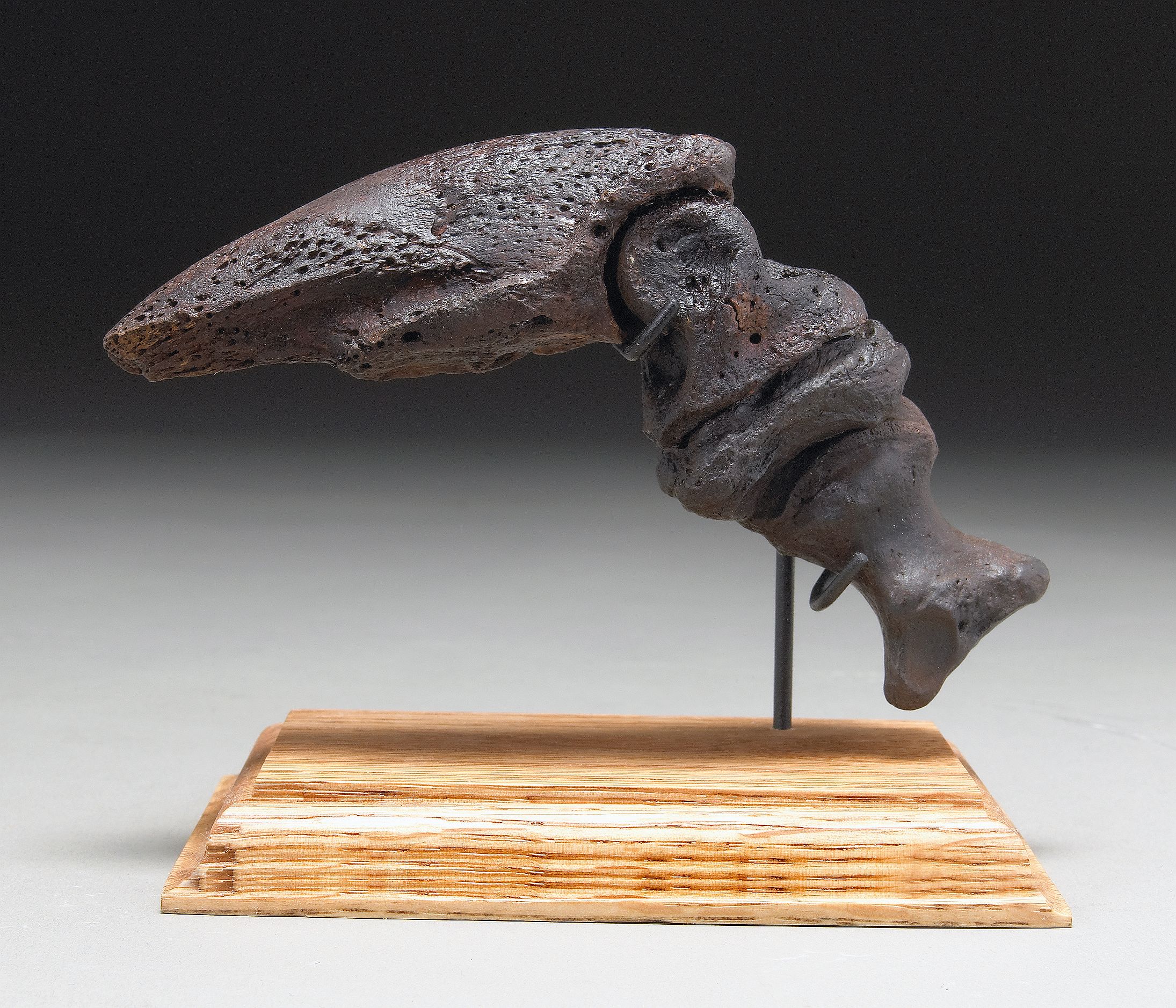 Ground Sloth Finger