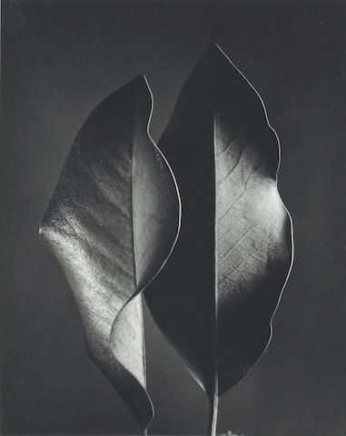 Ruth Bernhard; Two Leaves;