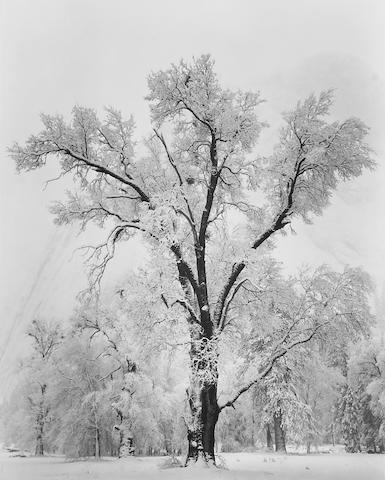 Ansel Adams; Oaktree, Snowstorm; Yosemite Falls, Spring, Yosemite National Park, California; (2)