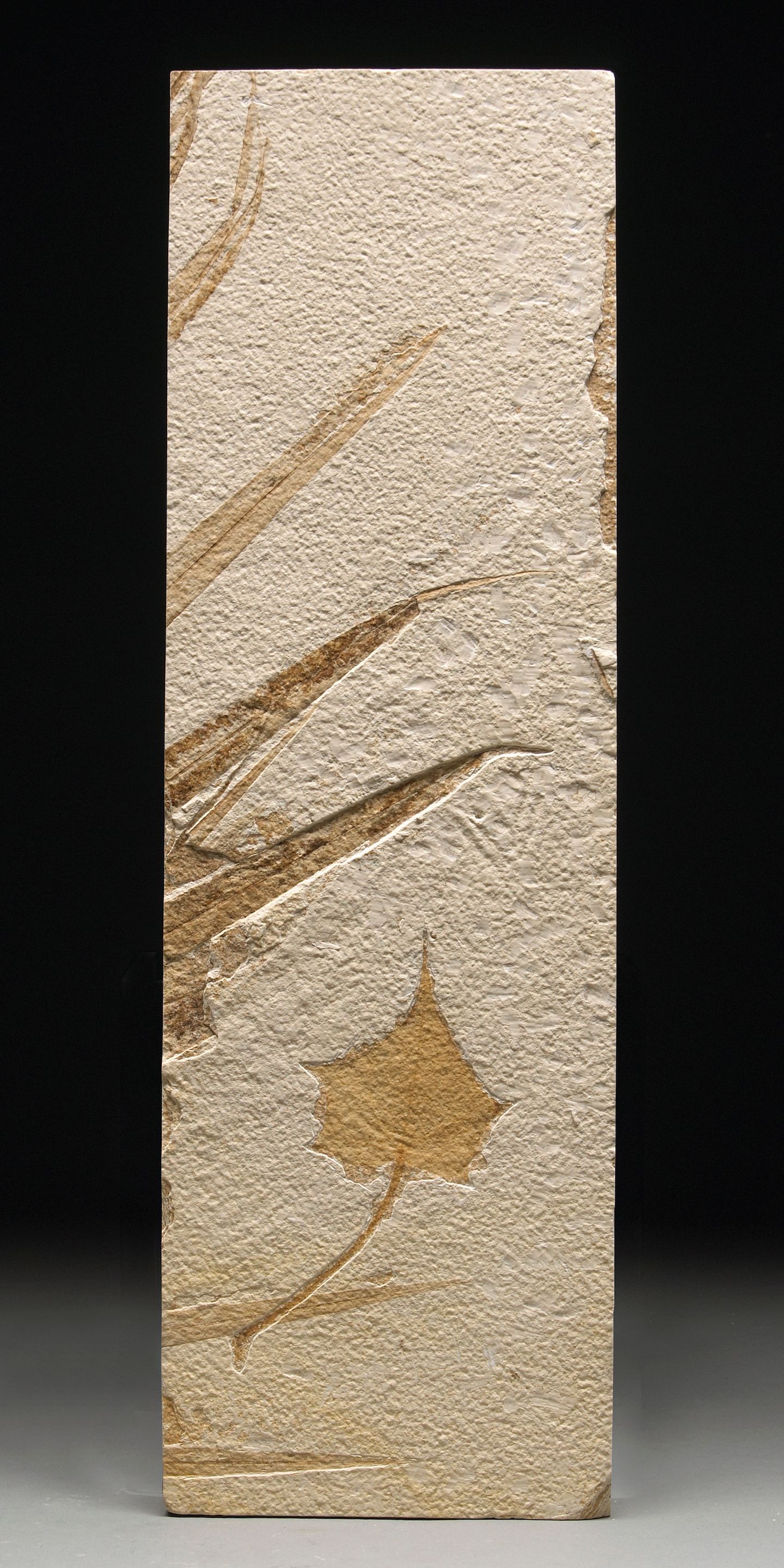 Fossil Leaf with Palm Tips