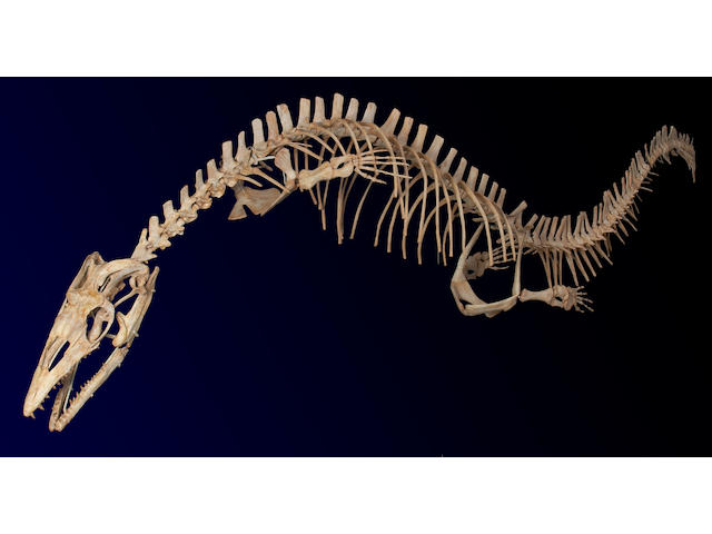 Halisaurus Mosasaur Skeleton