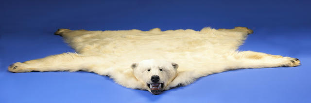 Bonhams Polar Bear Skin Rug, How Much Is A Real Bear Rug