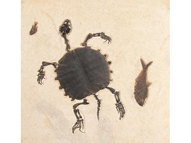 Ancient Fossil Turtle