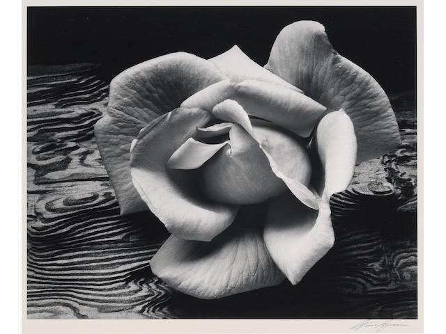 Ansel Adams Rose and Driftwood, San Francisco;