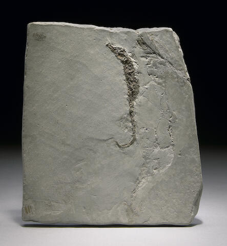 seahorse fossil lot bonhams removed customer services please website been