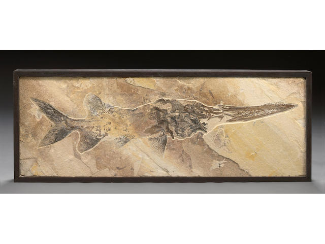 Large Paddlefish Fossil