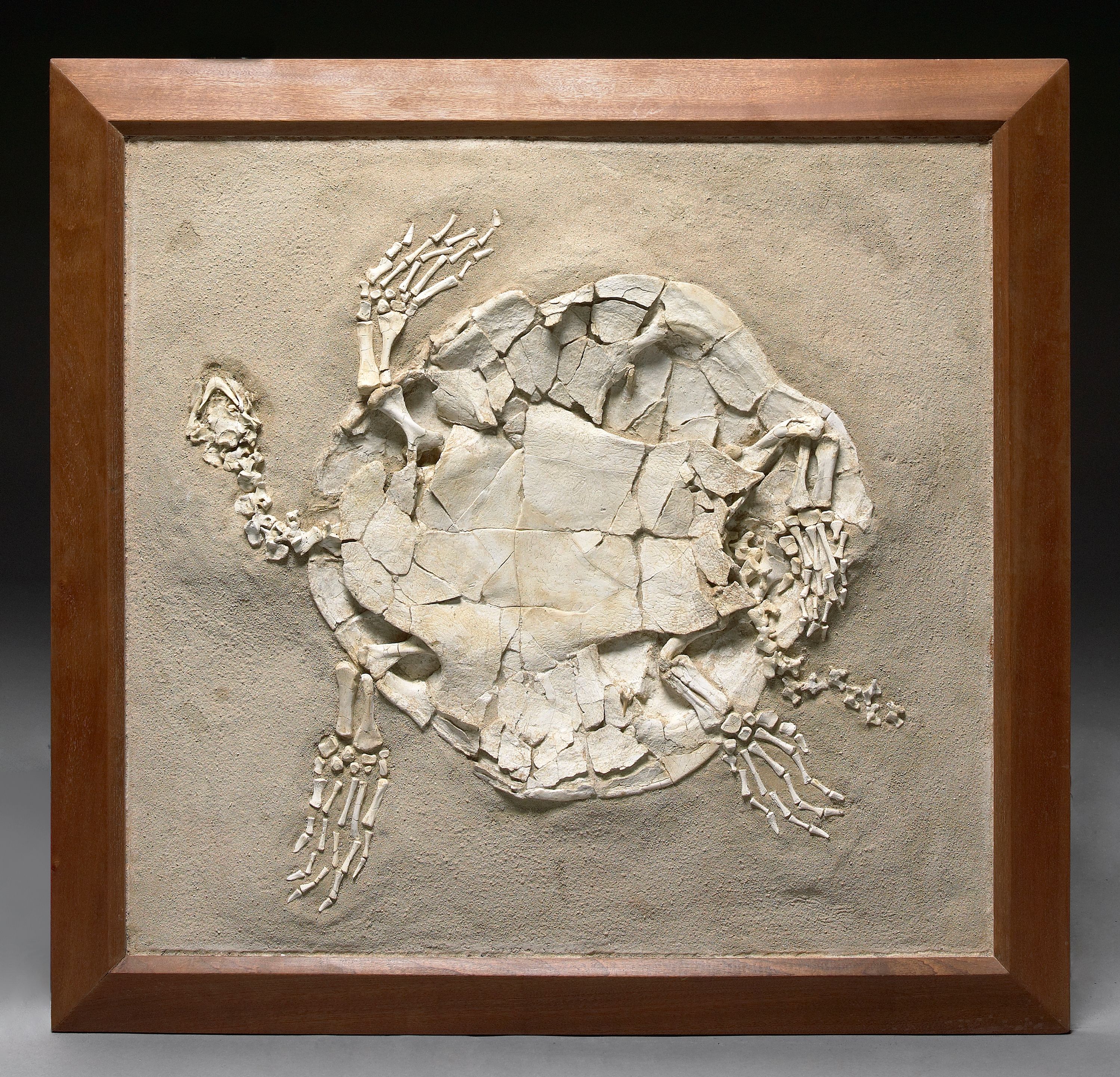 Framed Turtle Skeleton